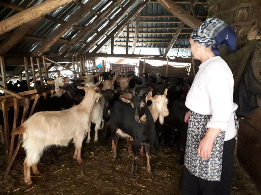 poslednji stočari na Babičkoj gori