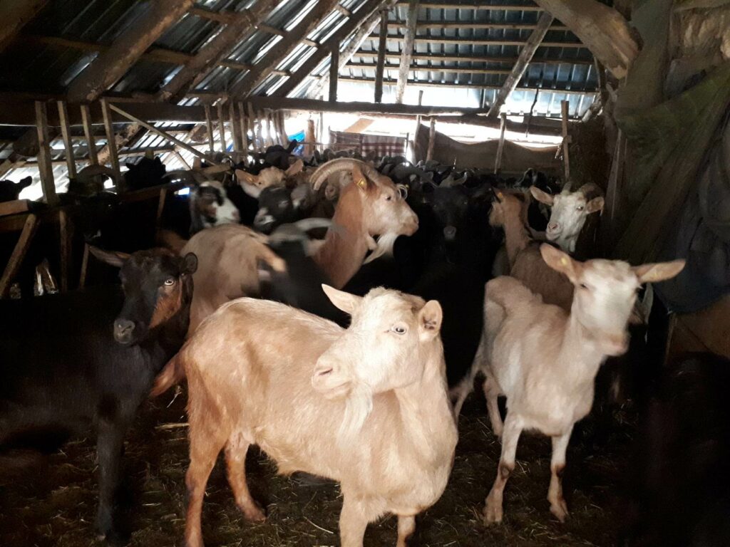 poslednji stočari na Babičkoj gori