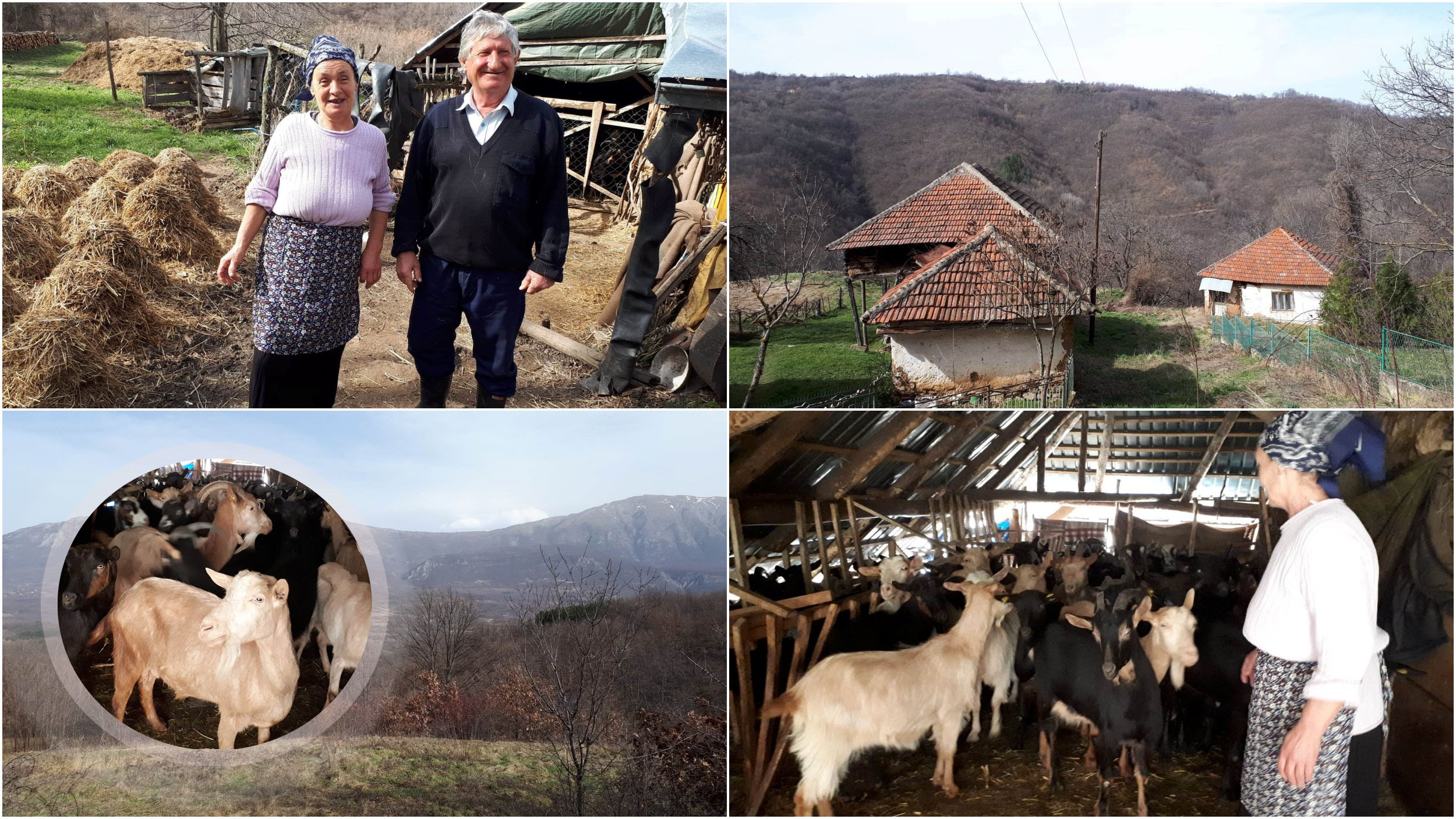 poslednji stočari na Babičkoj gori