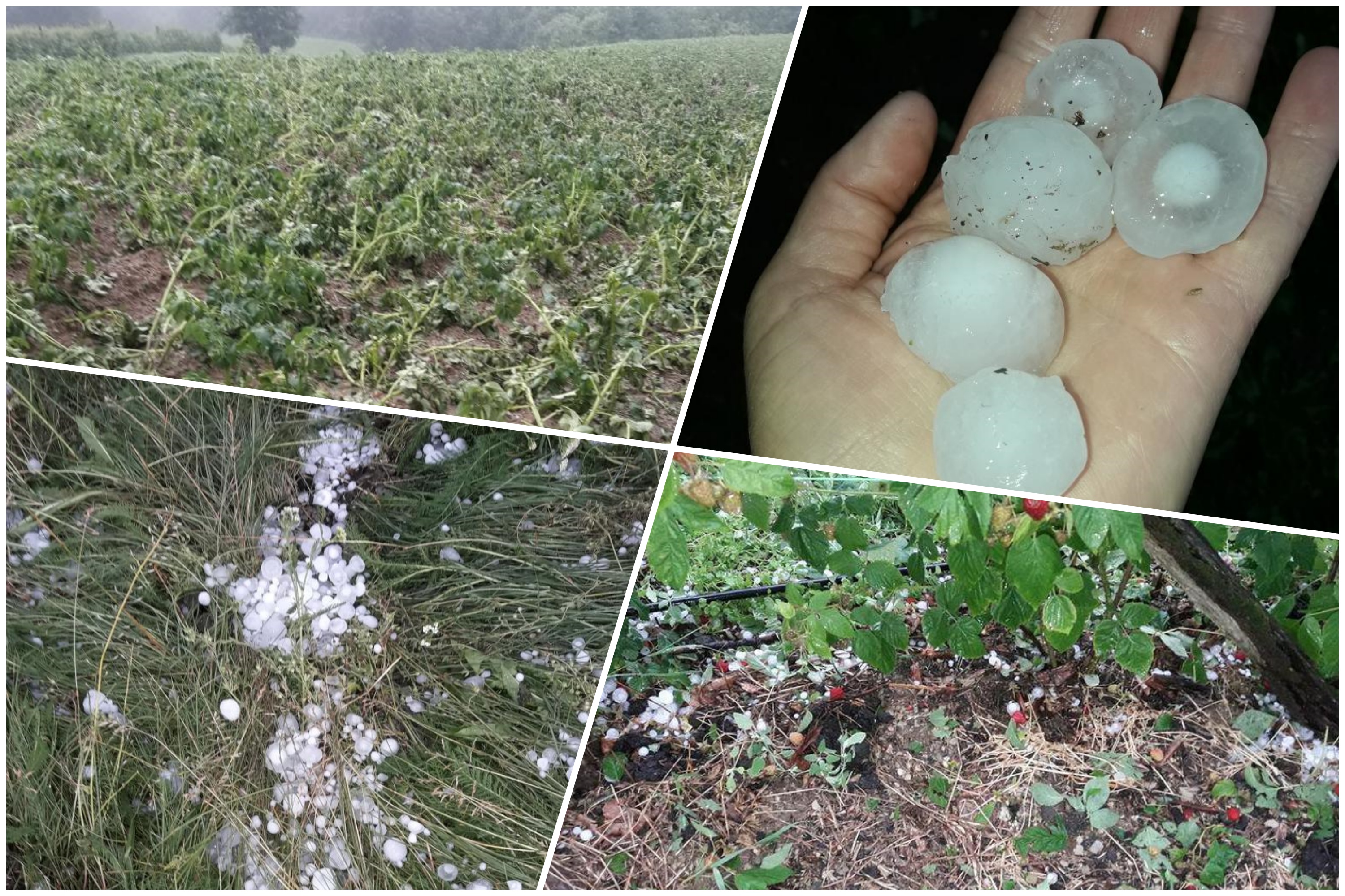 Ivanjica 06.07.2022. Olujno nevreme, oluja, kiša, grad, uništen zasad, Mučanj, Jasenovac, Ravna Gora, Močioci, kombo Foto: Ljubica Sokić/Nova.rs
