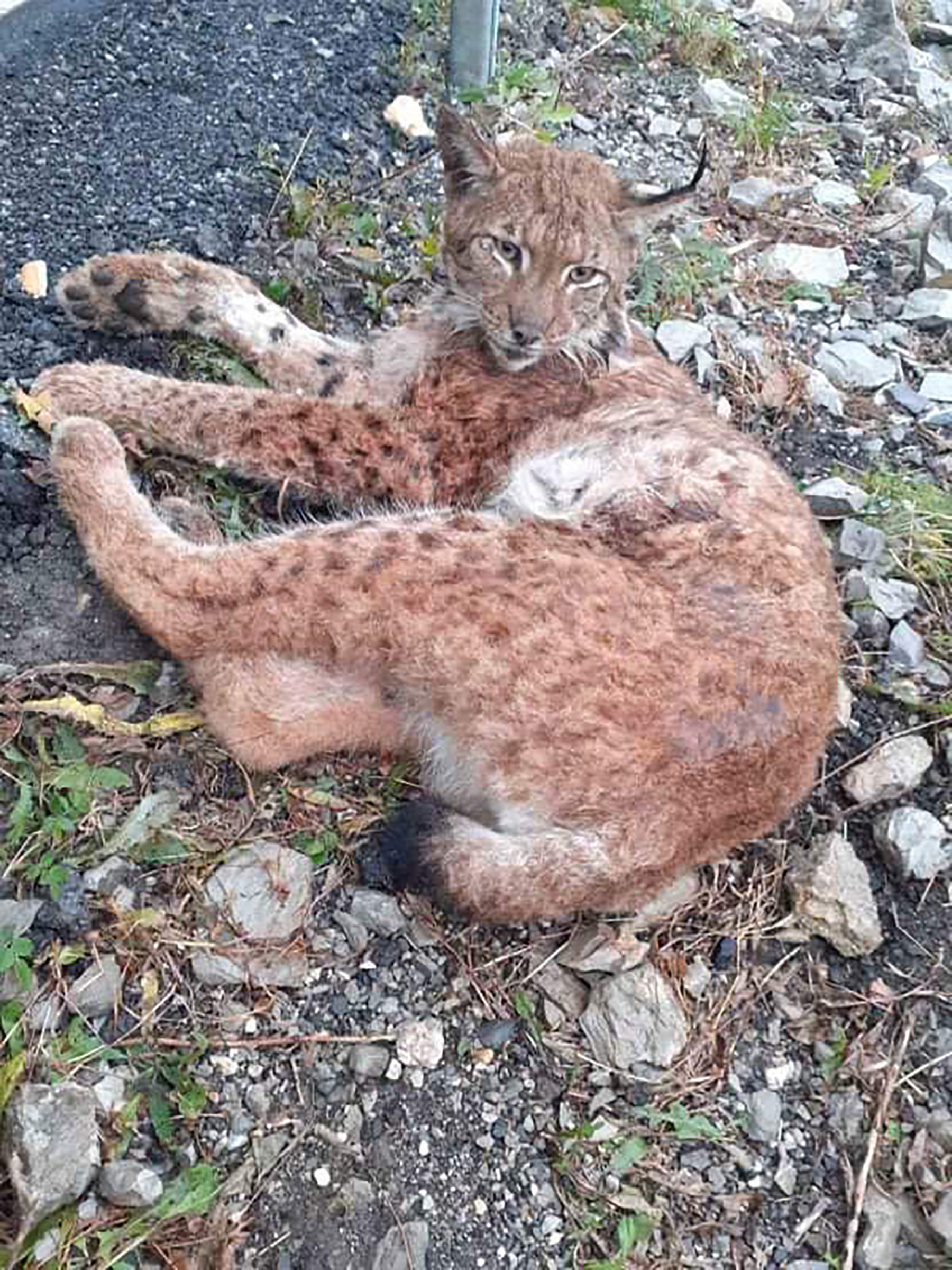 muzjak risa lynxs lynx