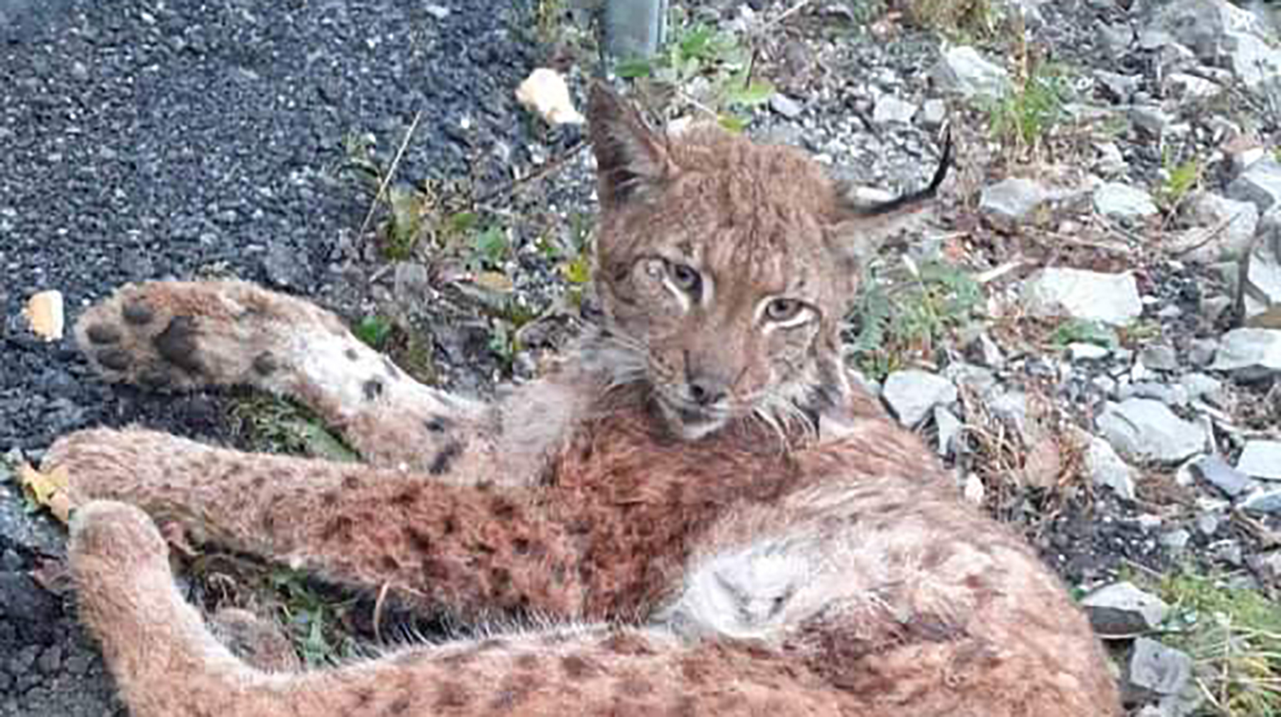 muzjak risa lynxs lynx