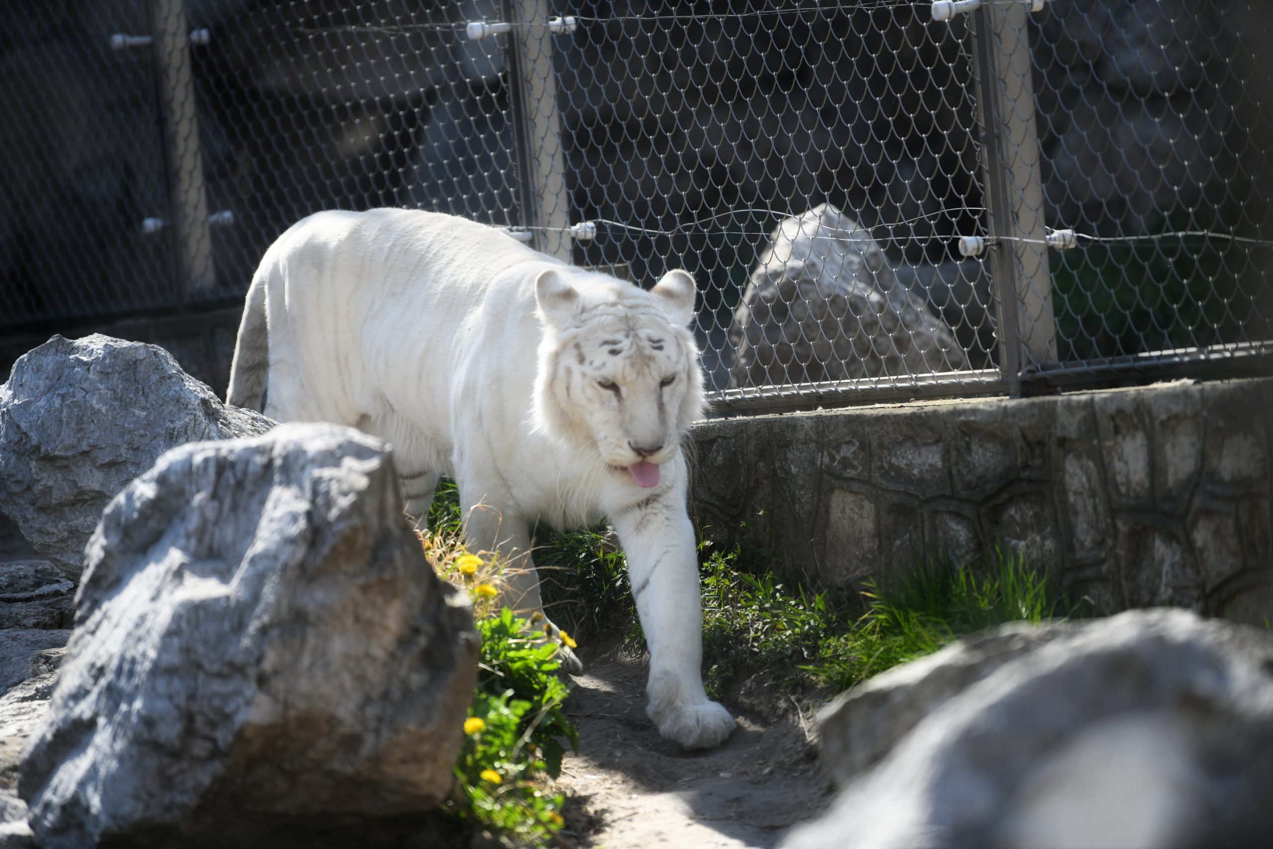 Beograd 03.04.2020. Beli tigar. Beo Zoo Vrt, Zoološki vrt, Vrt dobre nade, prazan zoo vrt, nema posetilaca, vanredno stanje, koronavirus Foto: Vesna Lalić/Nova.rs