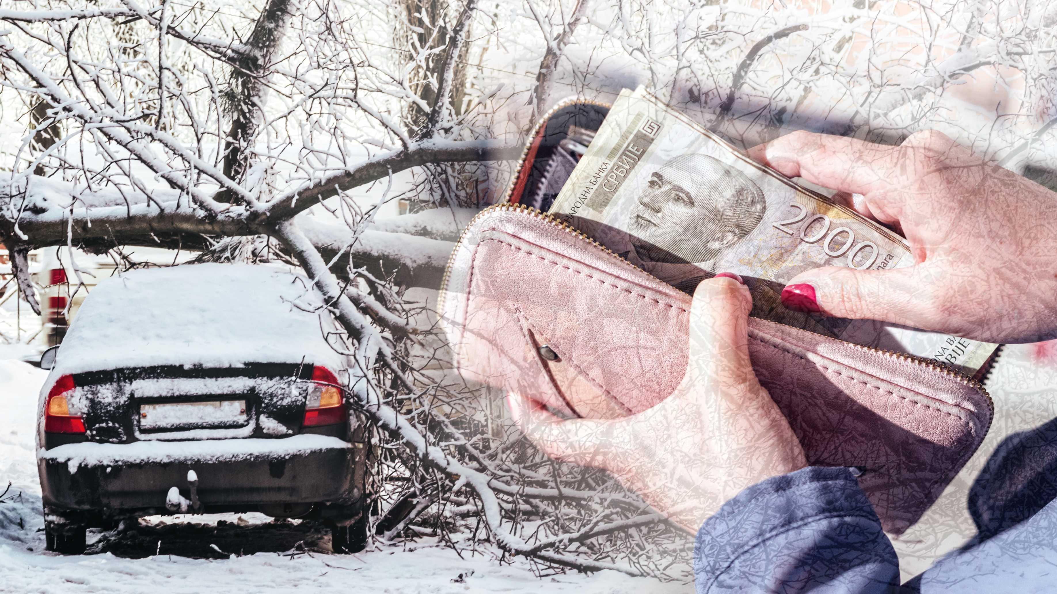 Tree,Fell,After,Heavy,Snowfall,And,Crushed,The,Cars,Parked