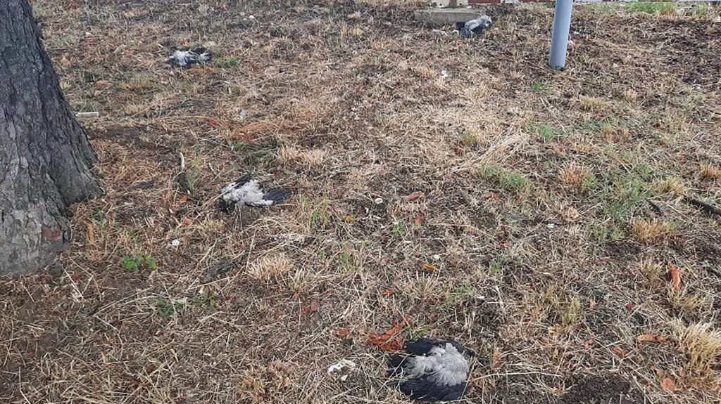 Društvo za zaštitu i proučavanje ptica Srbije: Uginule ptice kod VMA najverovatnije mlade sive vrane