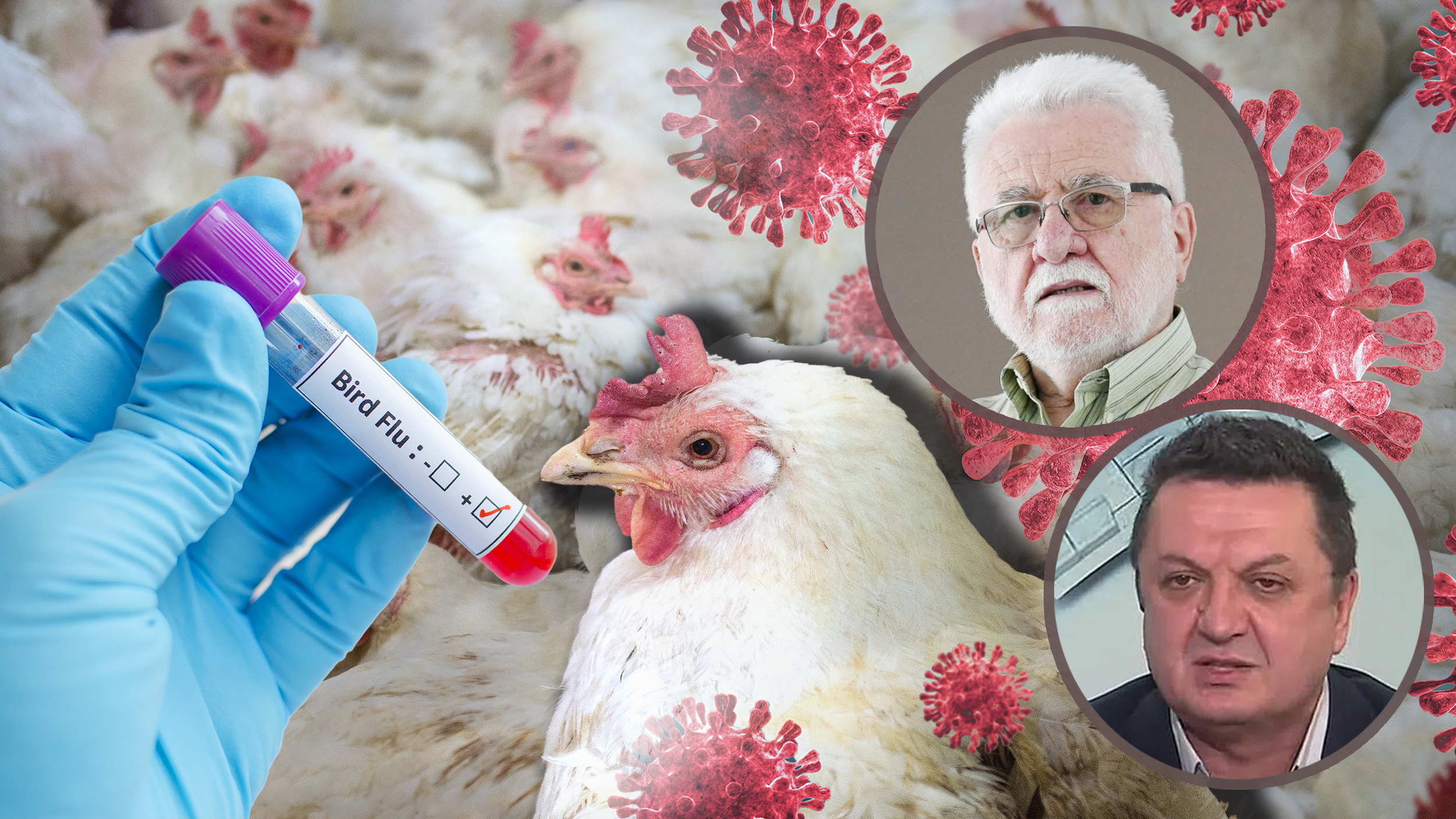 Pticiji grip
Zoran Radovanovic Milenko sekler