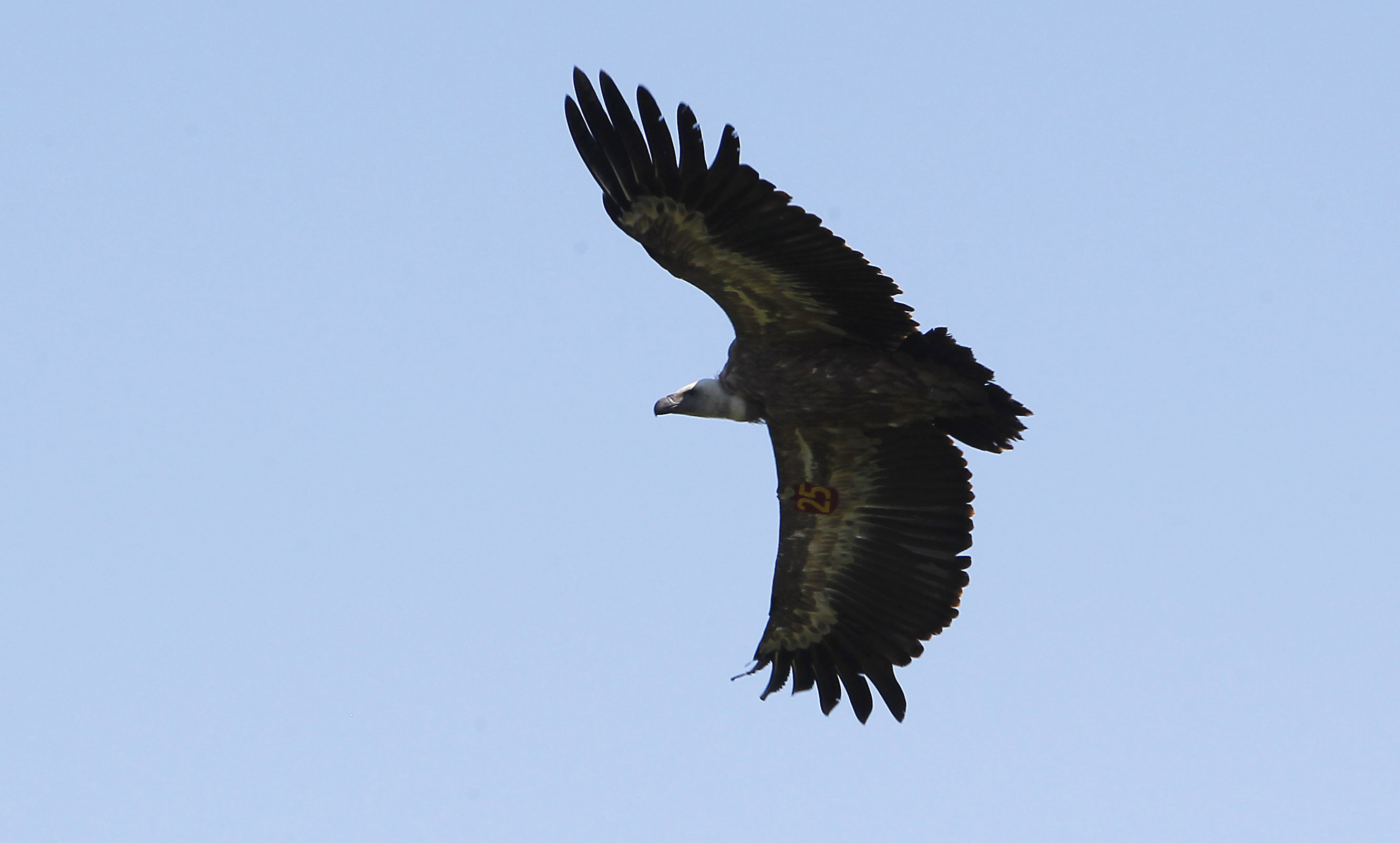 Griffon vulture on Uvac Lake