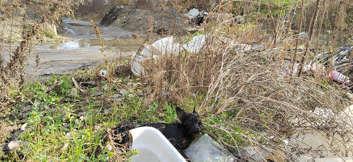 Beograd 18.01.2023. DRUŠTVO - u Bulevaru Vudroa Vilsona, nadomak Beogradskog sajma, niče divlja deponija. Foto: FoNet/Marko Dragoslavić
