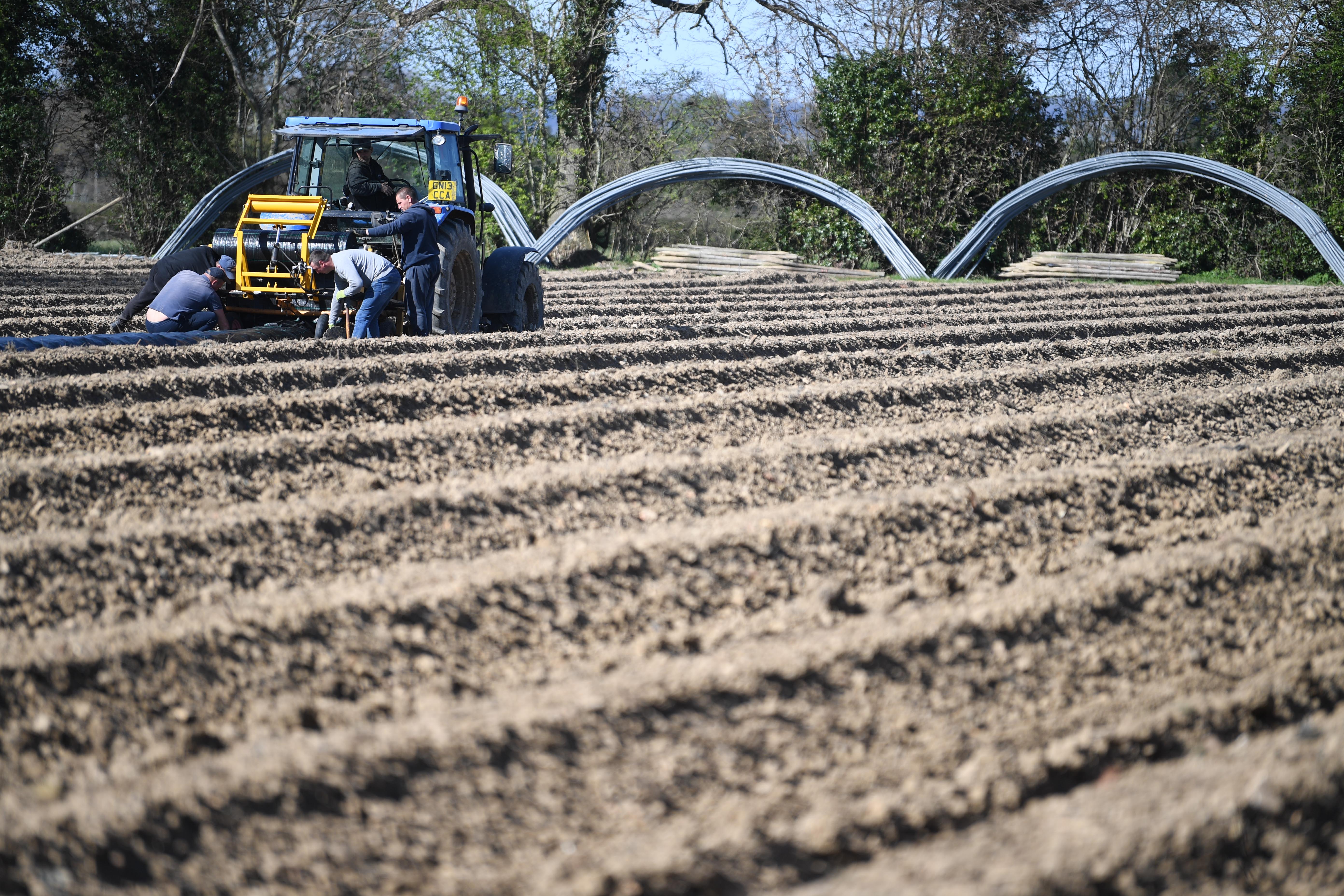 Agriculture amid coronavirus pandemic in Britain
