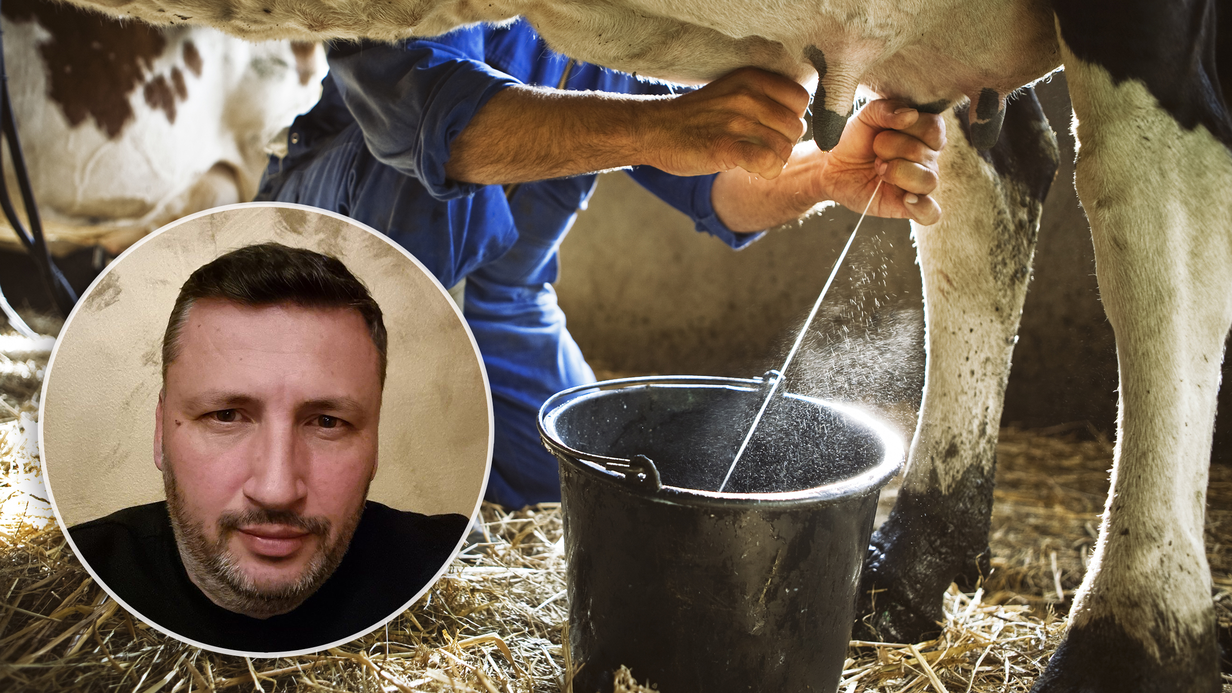 Milking Cow, krava, krave, mlelo, muža krava, farmer