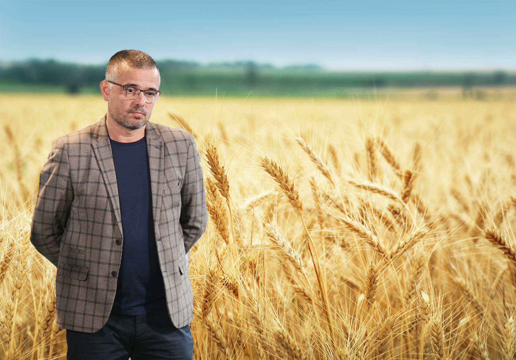 Yellow,Grain,Ready,For,Harvest,Growing,In,A,Farm,Field