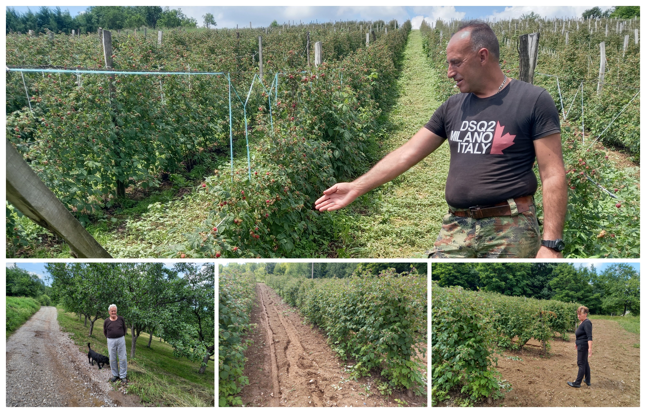 Očajni malinari zbog nepogoda ivanjica pozega arilje čačak