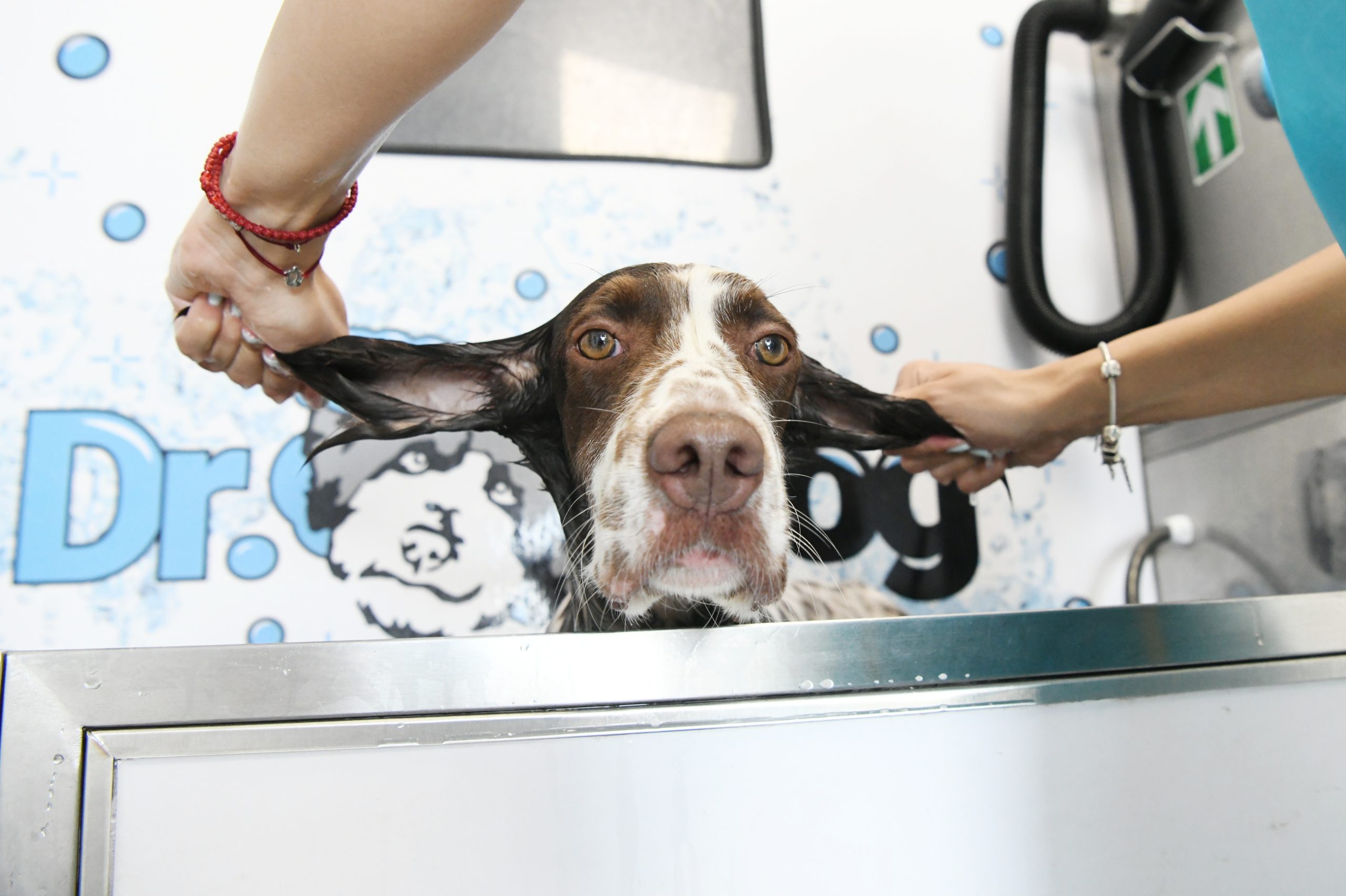 Beograd 13.06.2022. samousluzno kupanje psa, Dr Dog, perionica pasa , Foto: Vesna Lalić/Nova.rs