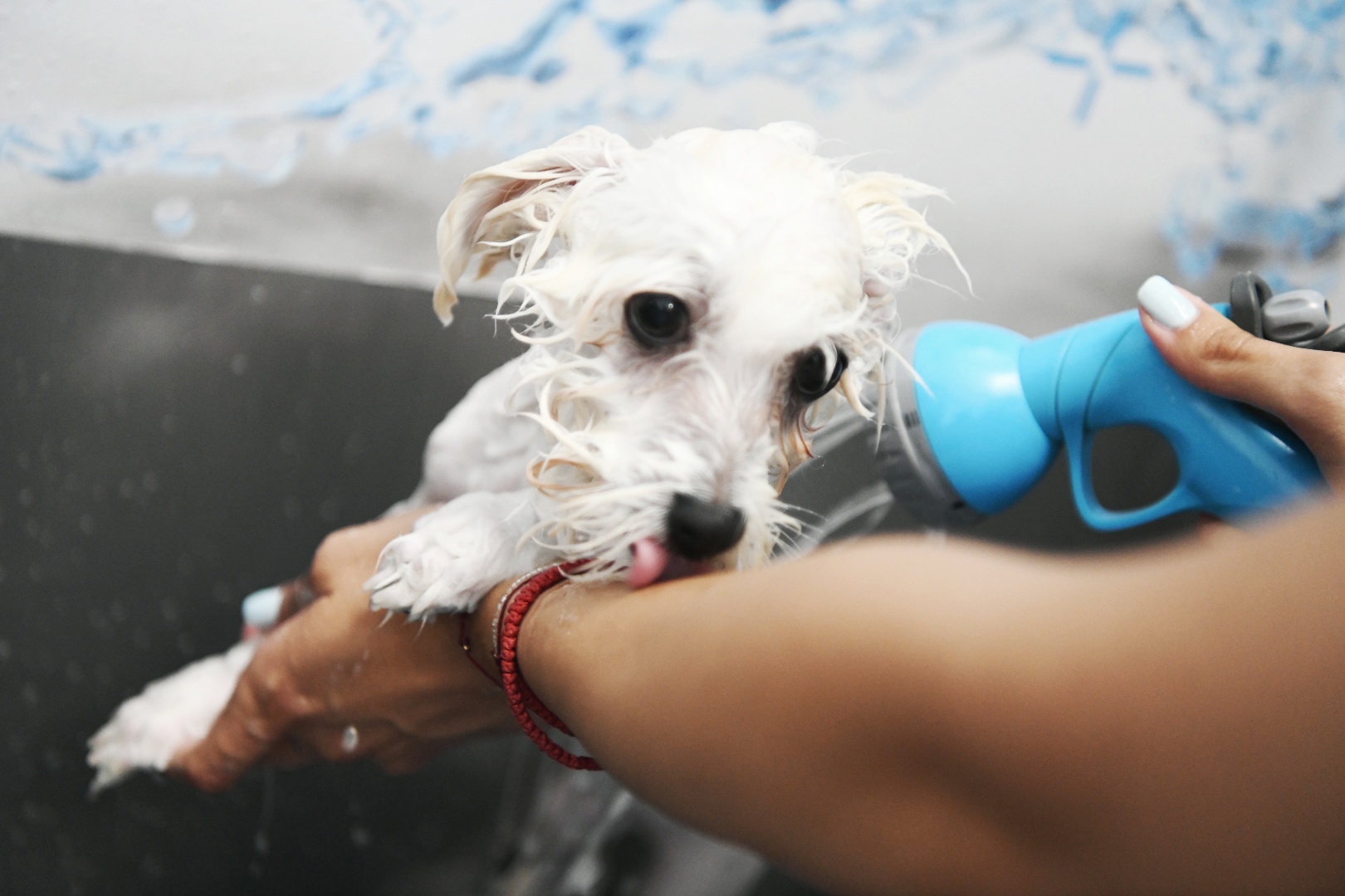 Beograd 13.06.2022. samousluzno kupanje psa, Dr Dog, perionica pasa , Foto: Vesna Lalić/Nova.rs