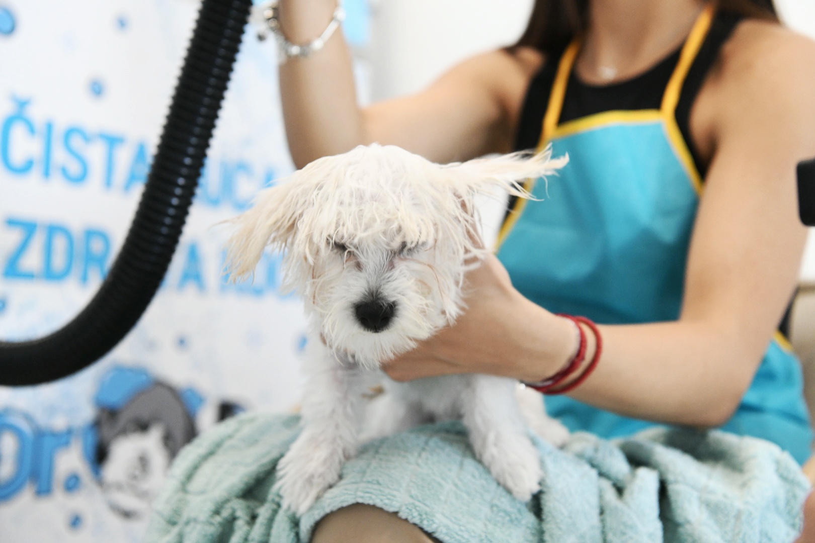 Beograd 13.06.2022. samousluzno kupanje psa, Dr Dog, perionica pasa , Foto: Vesna Lalić/Nova.rs