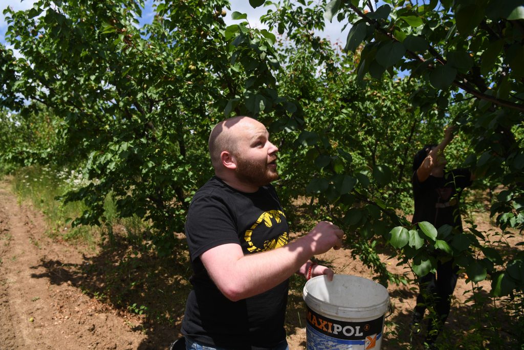 beograd 14.06.2022 Dražanj kod Umčara, reportaža branje kajsija kajsije nadnica