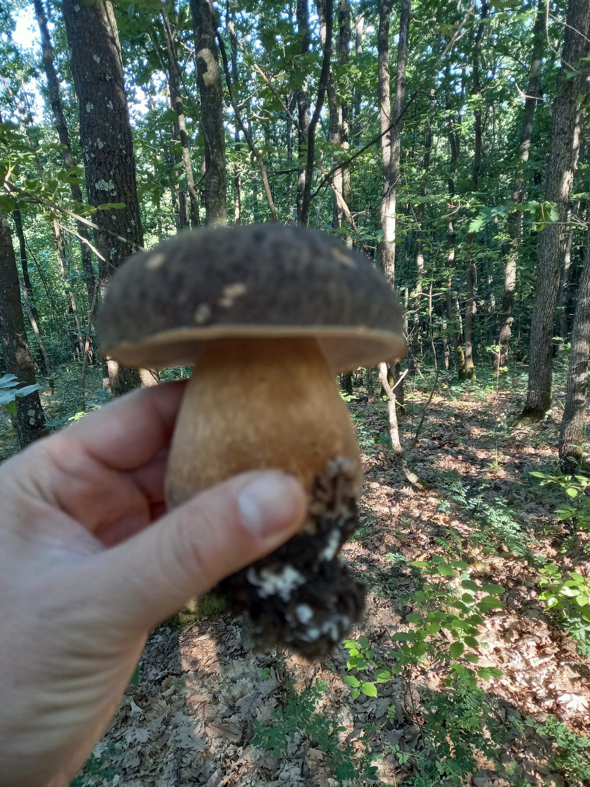 Berači pečuraka, pečurke poslao Nenad Božović