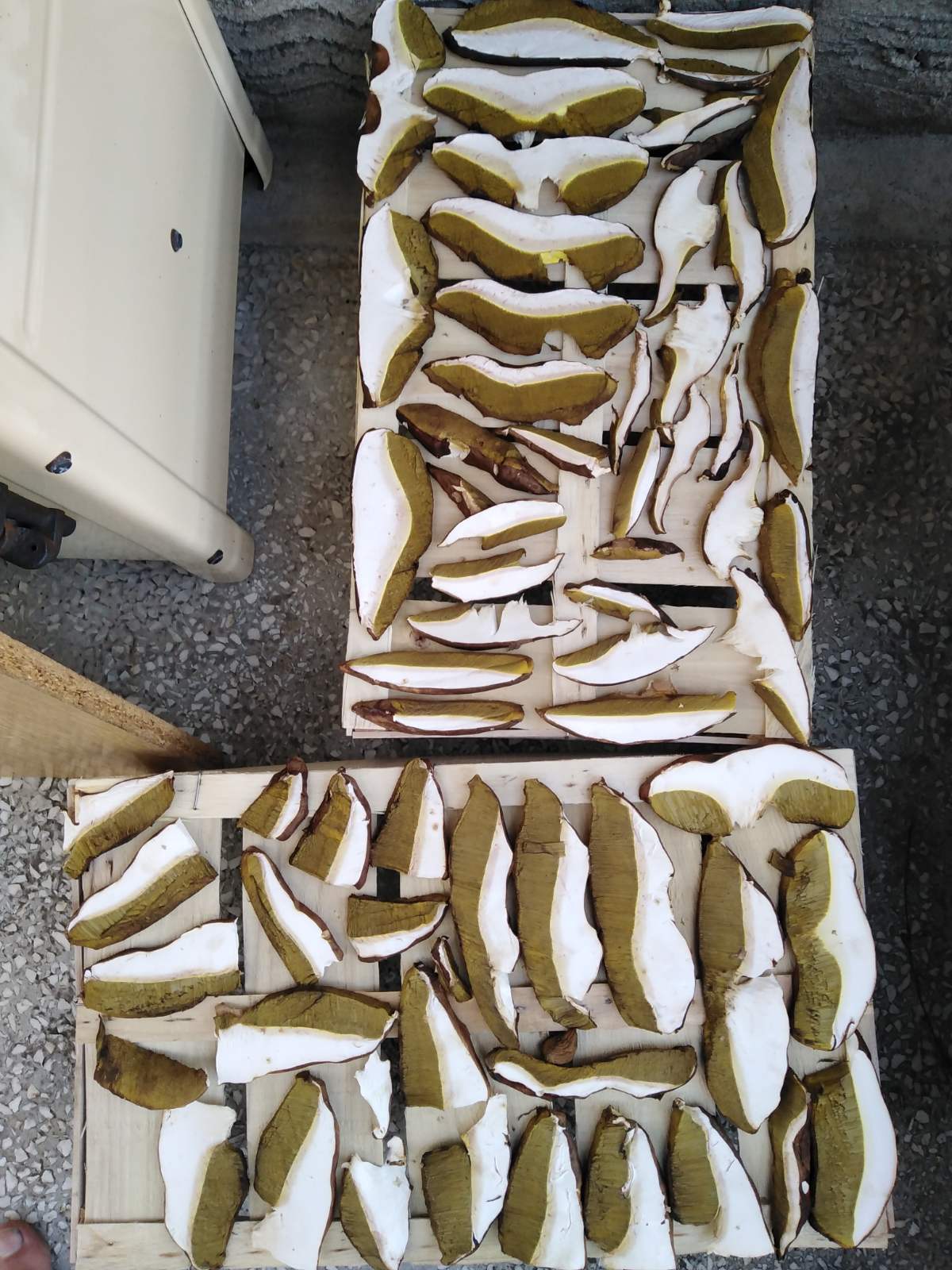 Berači pečuraka, pečurke poslao Nenad Božović