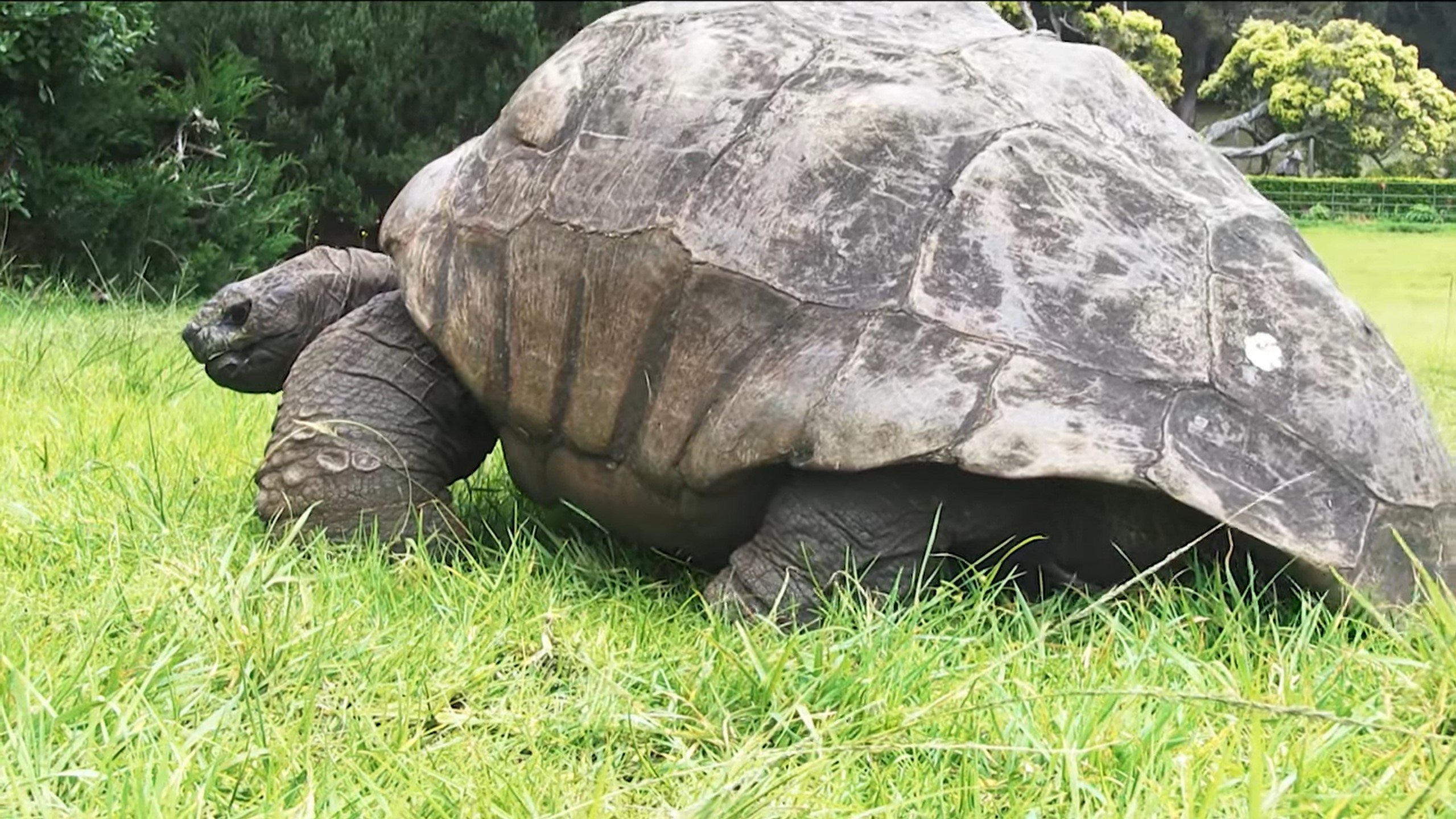Jonathan at 190 years old najveca kornjaca na svetu
At 190 years old Jonathan the Giant Tortoise has been enjoying peaceful St Helena Island since 1882 and is still going strong
