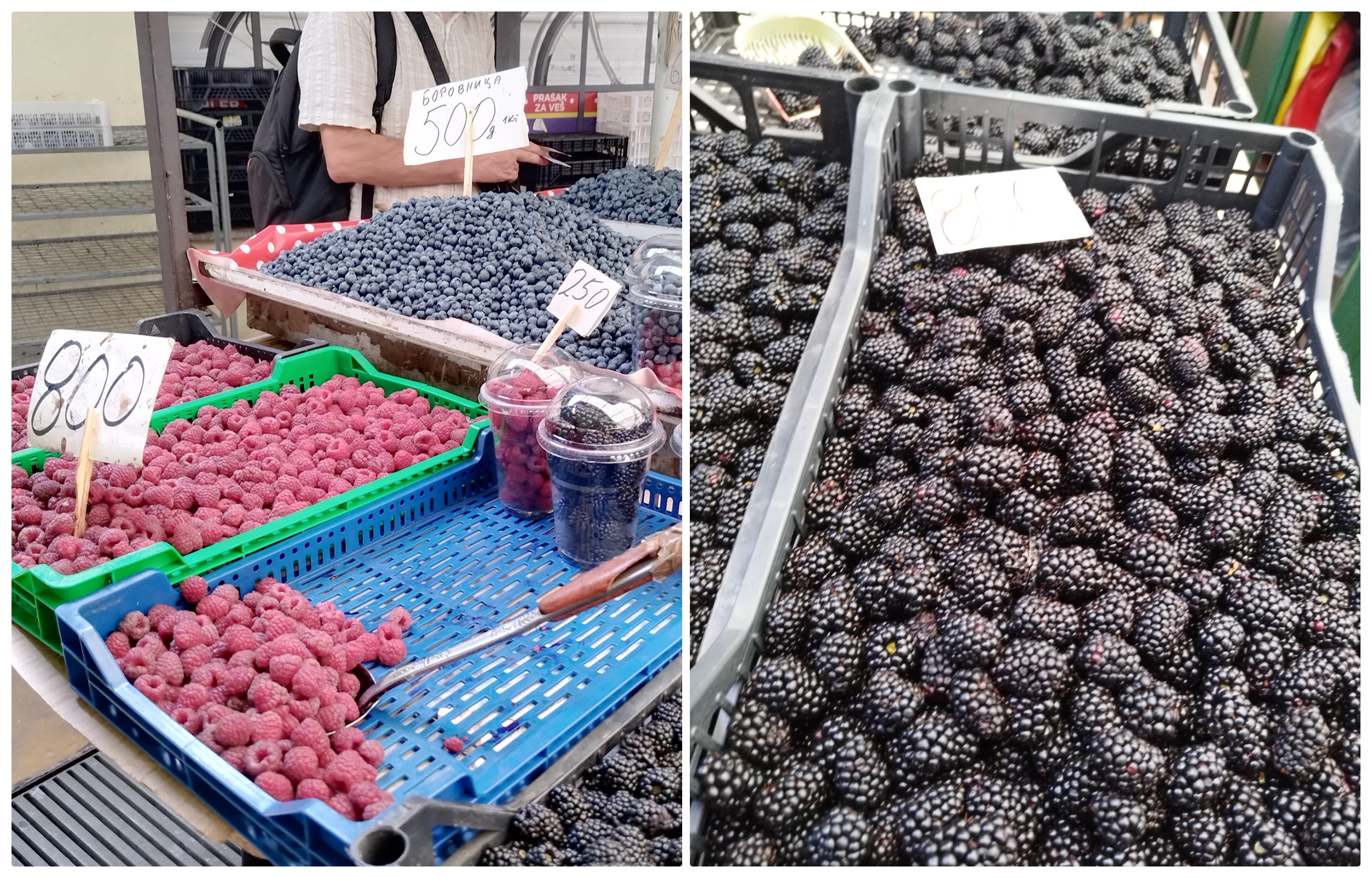 collage kupine borovnice