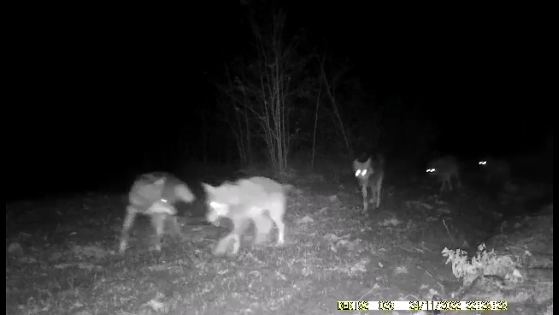Vukovi snimljeni u blizini Trstenika vuk copor vukova