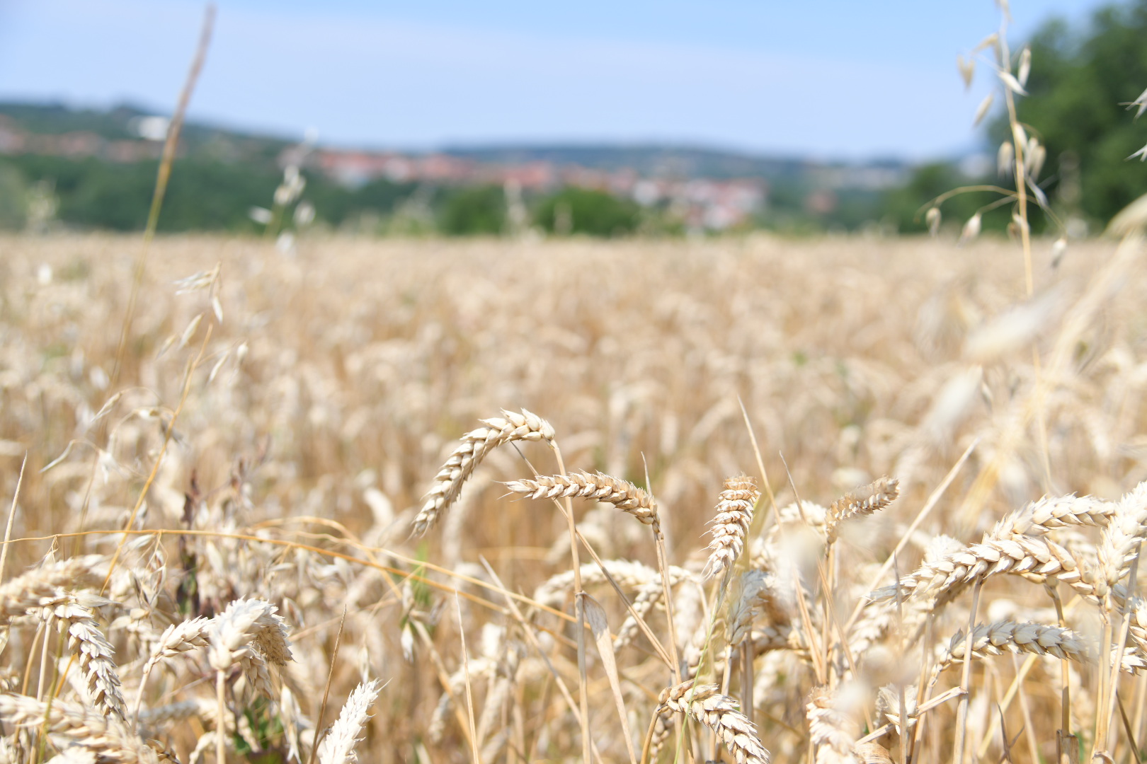 vrcin Foto- nemanja jovanovic (18)