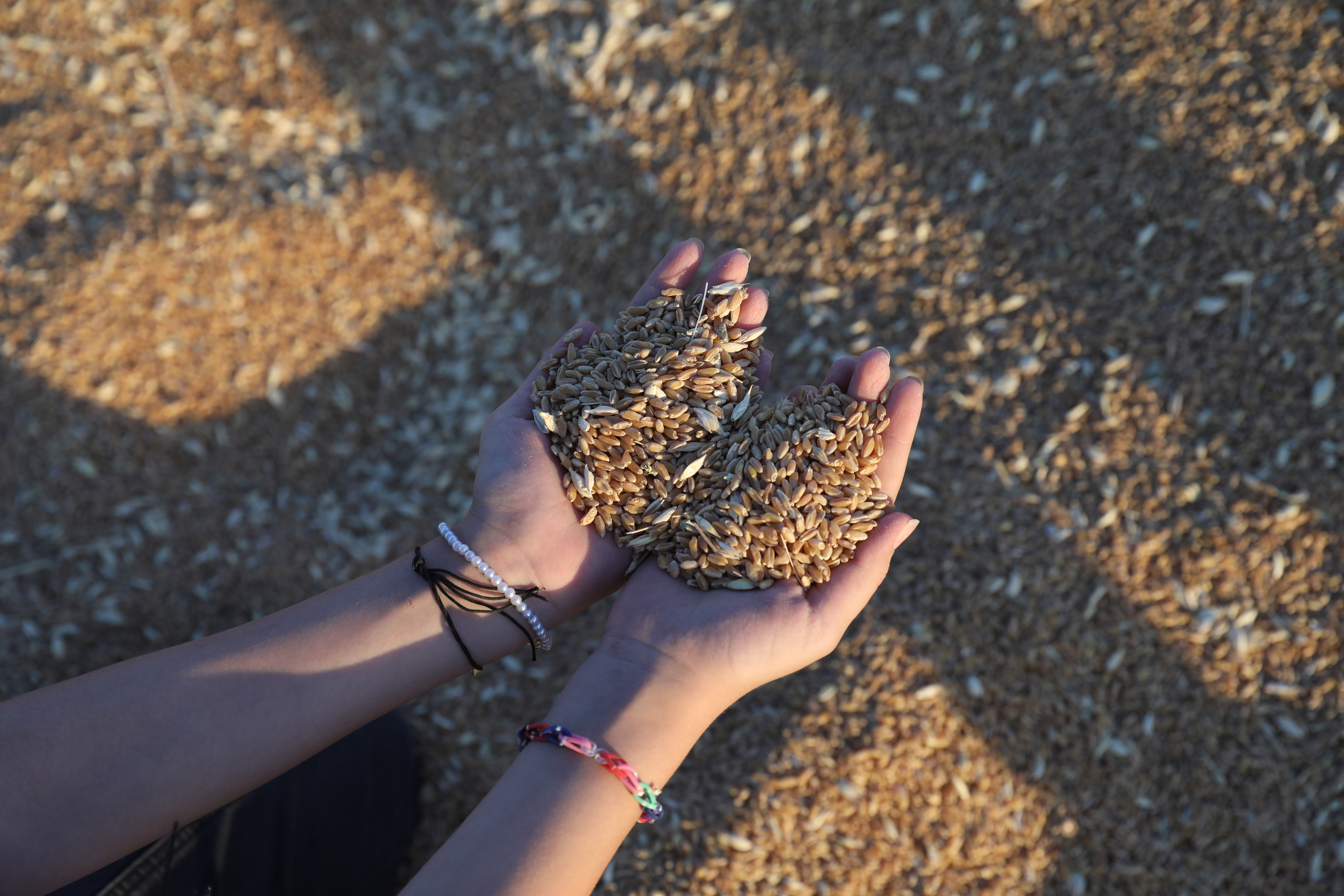Local wheat festival in the West Bank