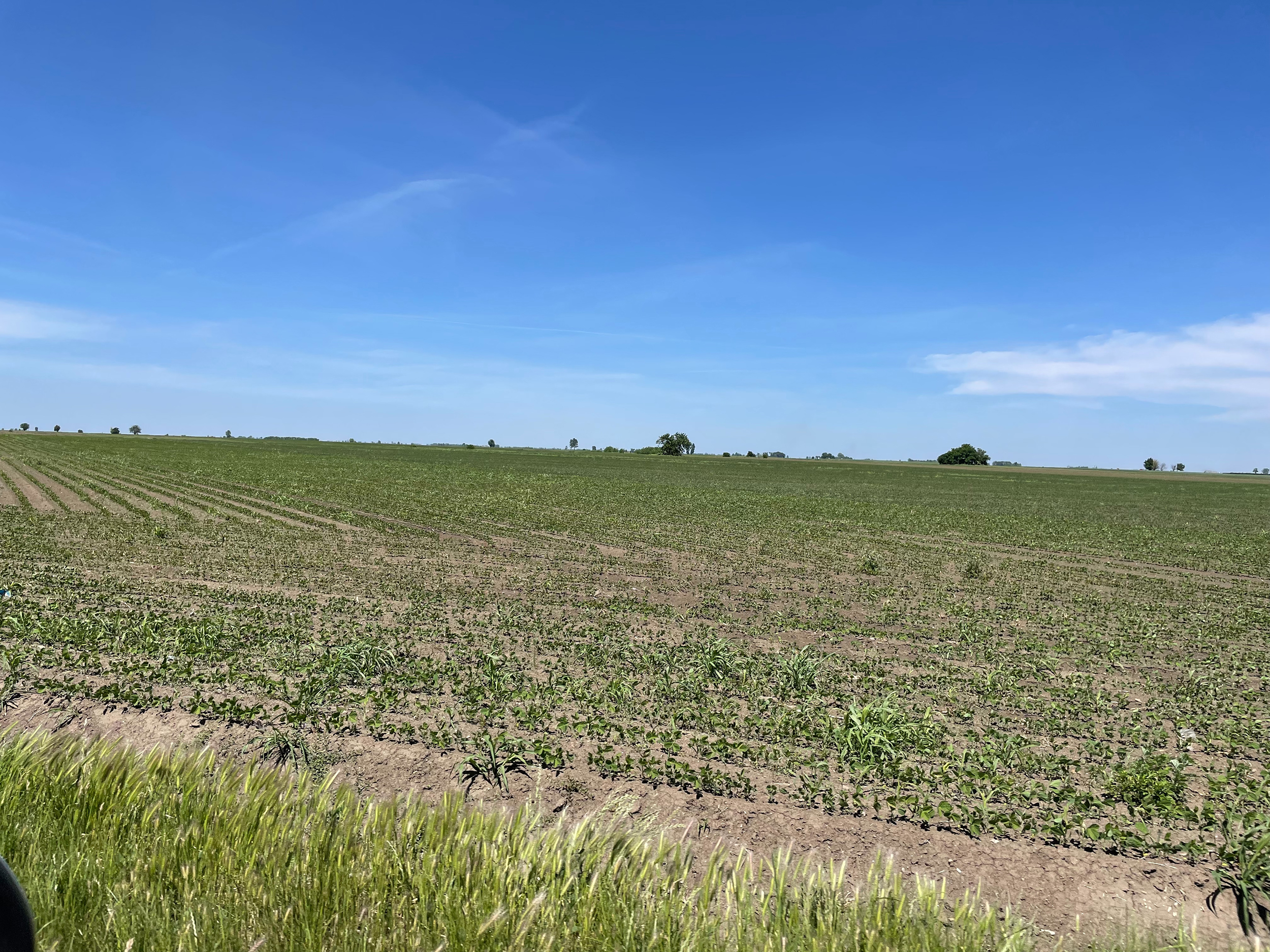 Od jedne biljke po kojoj je Srbija bila poznata može da se proizvodi gorivo Bojan T. Dragićević