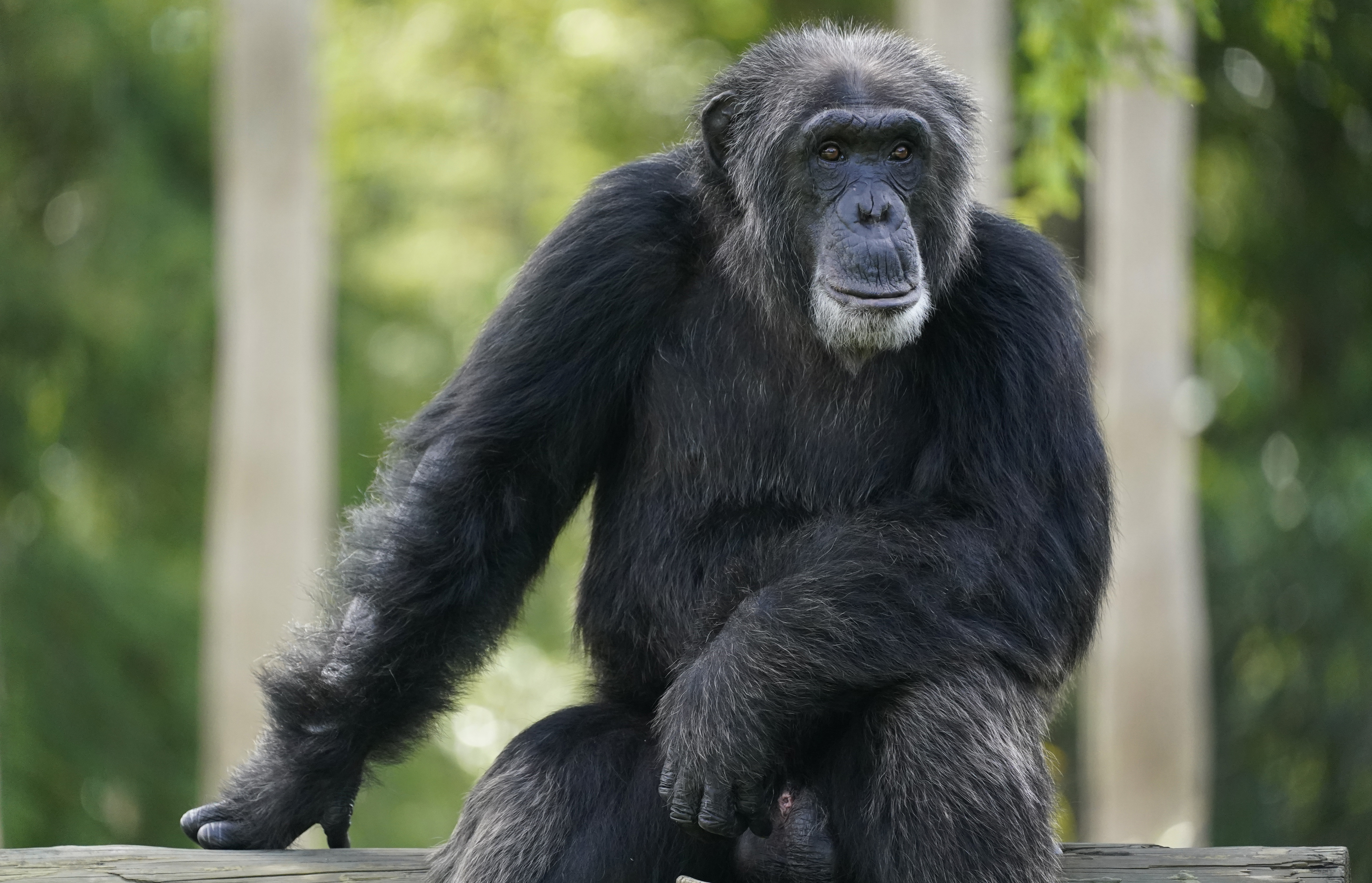 Sweden Chimpanzees