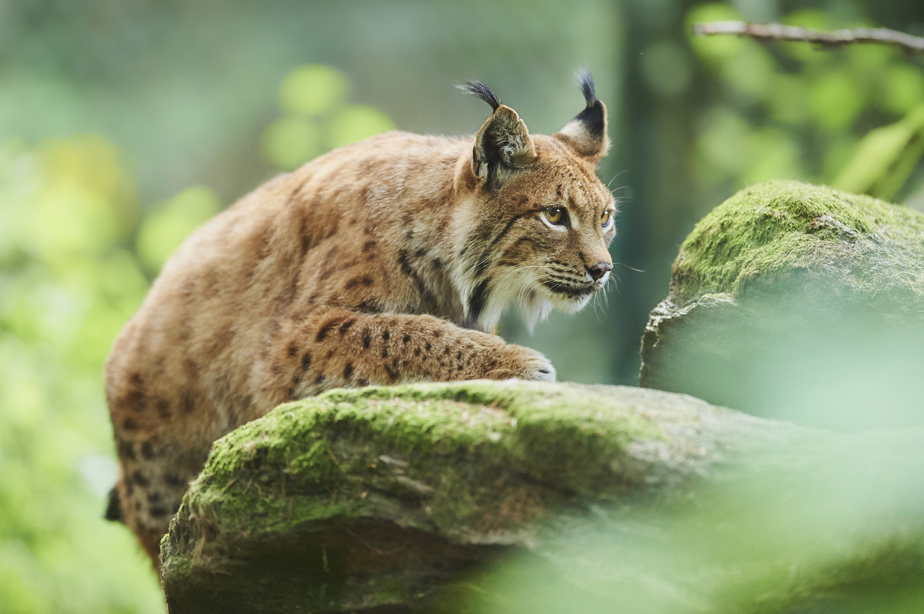 Eurasian lynx (Lynx lynx), staying in a forest, captive, Germany, Europe,Image: 581628963, License: Royalty-free, Restrictions: , Model Release: no, Credit line: David &amp; Micha Sheldon / imageBROKER / Profimedia