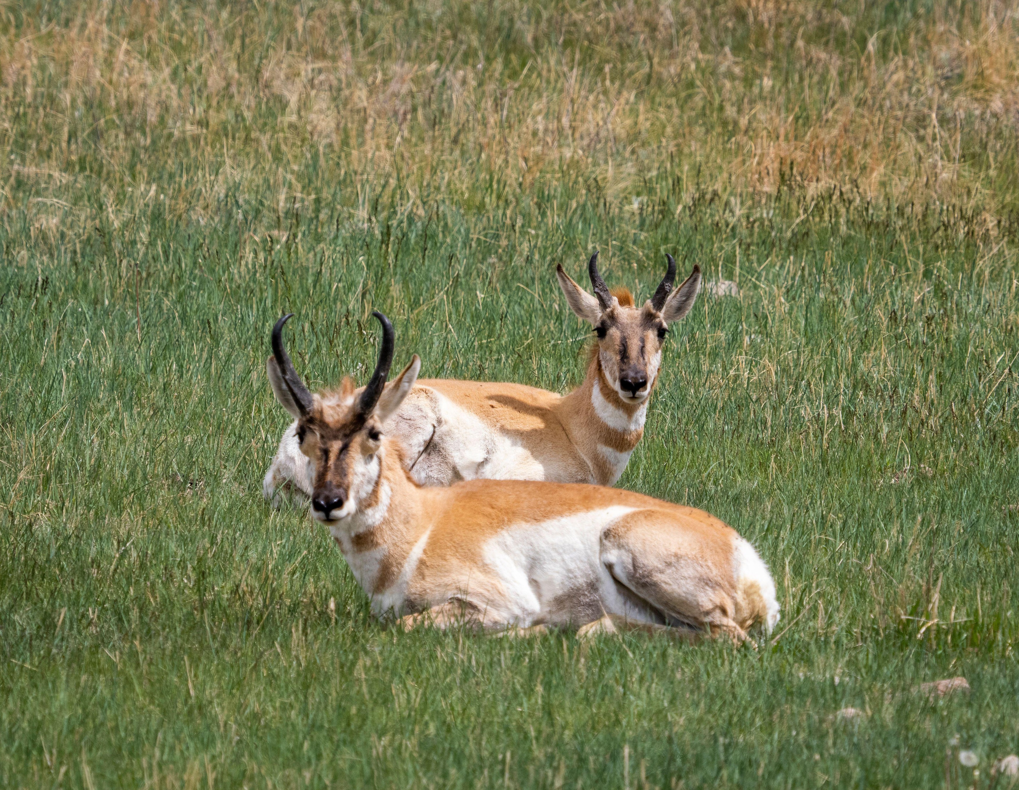 antilope Image: 708984110, License: Royalty-free, Restrictions: , Model Release: no, Credit line: James Schwabel / Alamy / Alamy / Profimedia