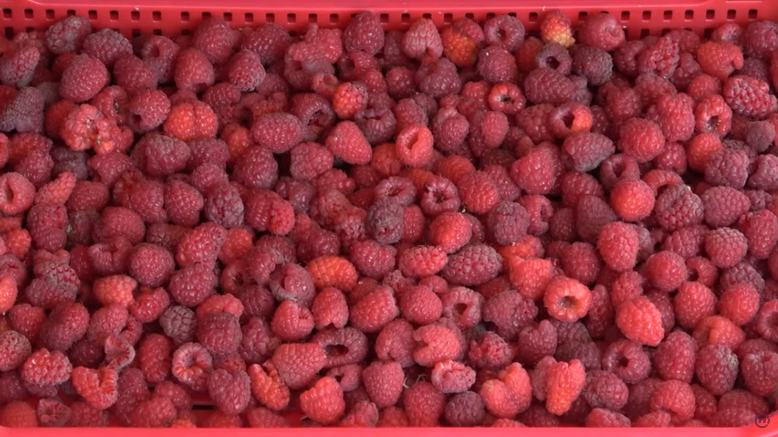 maline medju nama foto nova s (6)