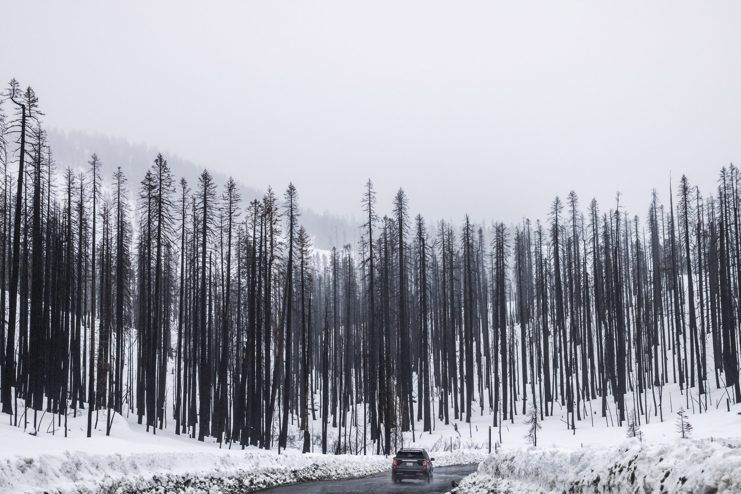 A sports utility vehicle drives along a road lined with trees scarred by the 2021 Caldor Fire at Sierra-at-Tahoe in Twin Bridges, Calif., Friday, Dec. 30, 2022. (Stephen Lam/San Francisco Chronicle via AP)