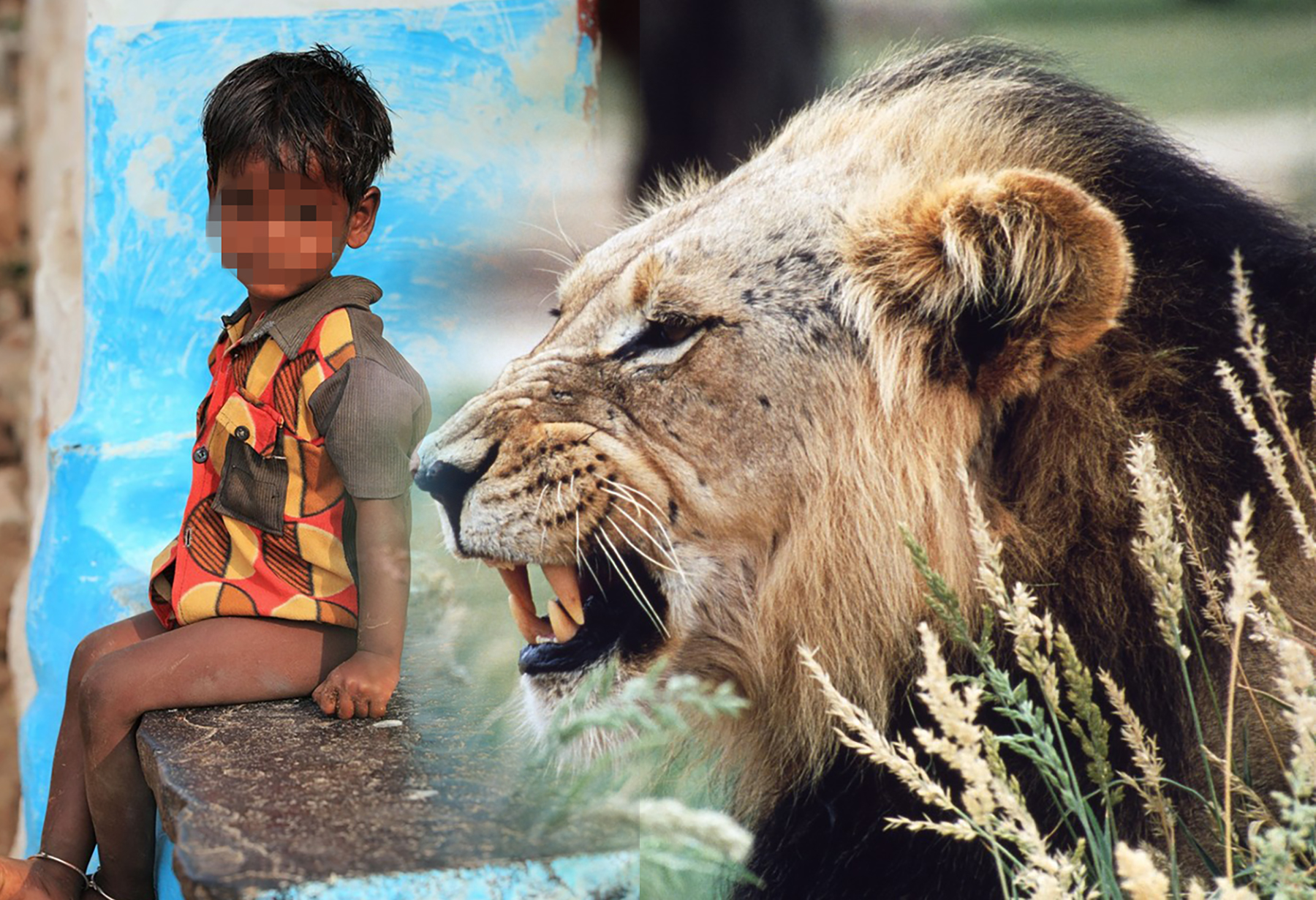 Male lion decak i lav