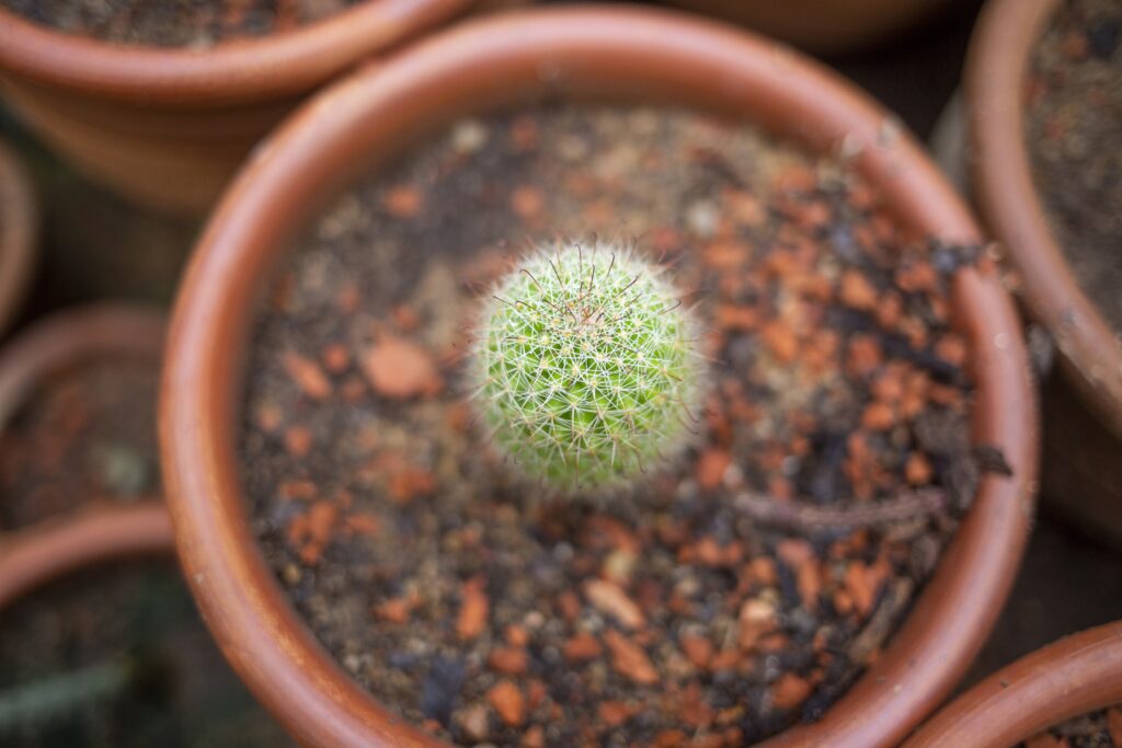 epa09944042 Cactus plants are displayed at the 'Cactus Bhubon' garden in Keraniganj Upazela, Dhaka, Bangladesh, 13 May 2022. Many people in Bangladesh are cultivating cacti plants in larger scale at their homes  EPA-EFE/MONIRUL ALAM