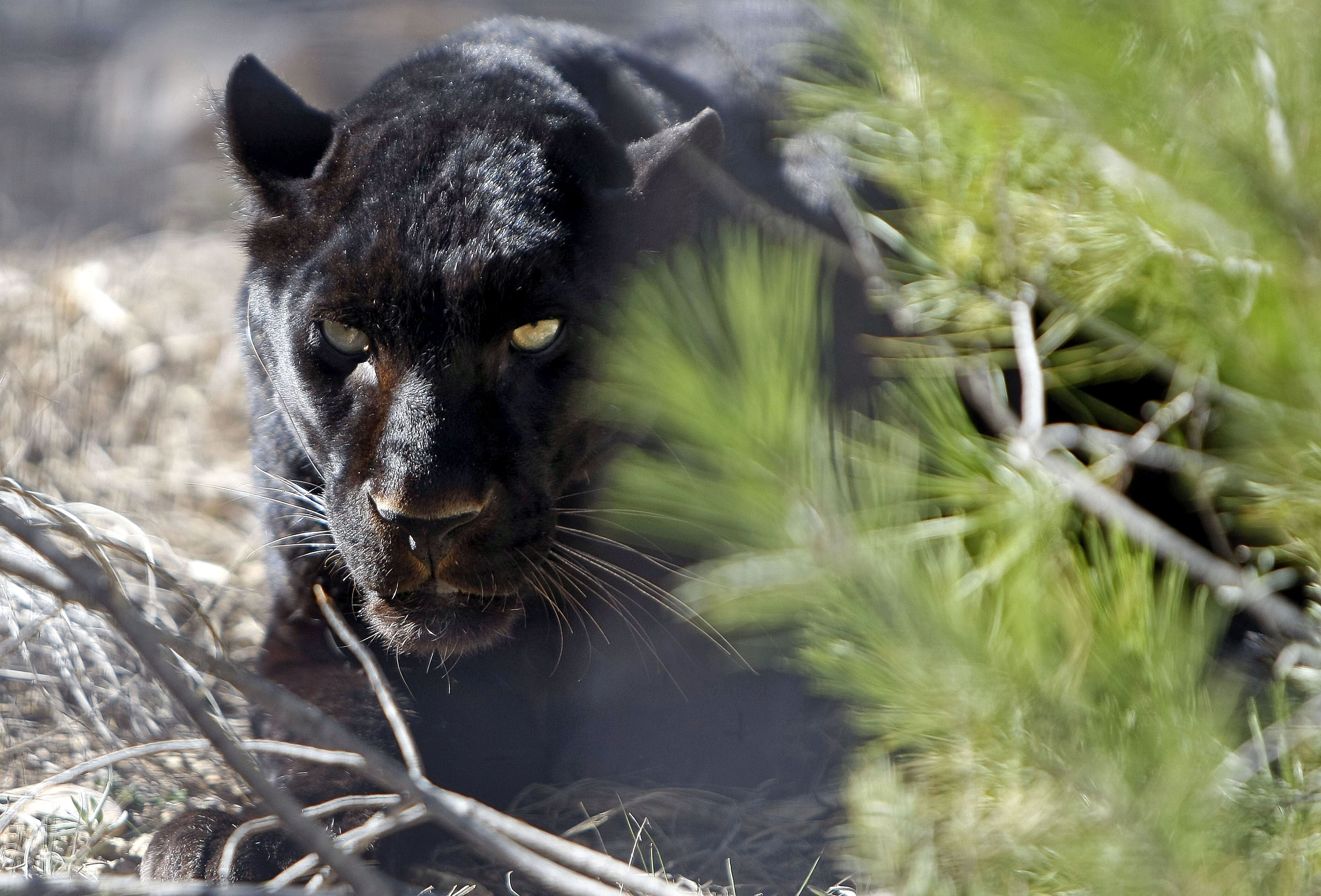 AAP primadoums Foundation's rescue center