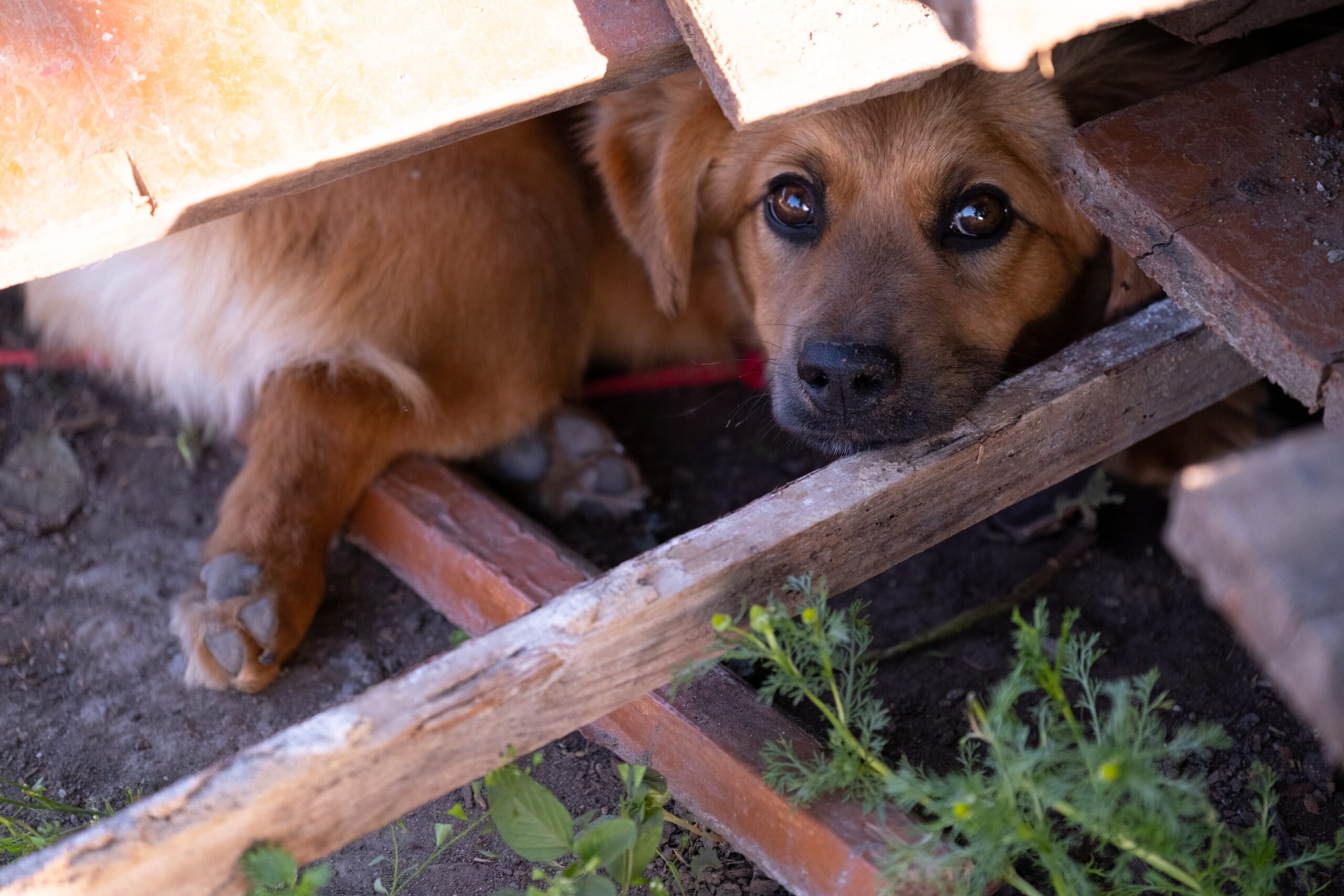 unhappy homeless dog comes out from under the rubble of collapsed woods