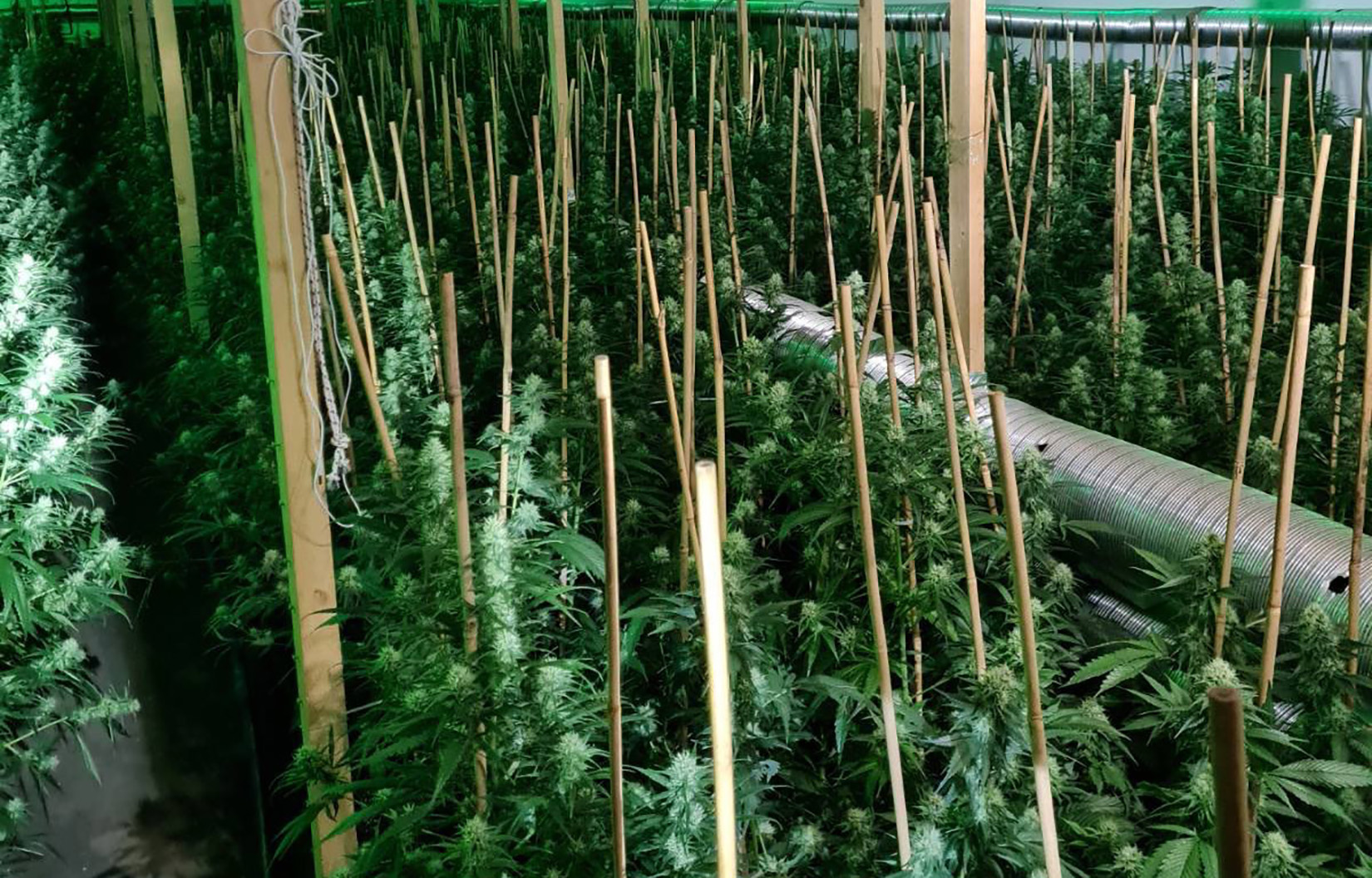 Ub, marihuana, trava, konoplja, droga, farma, laboratorija Foto: MUP