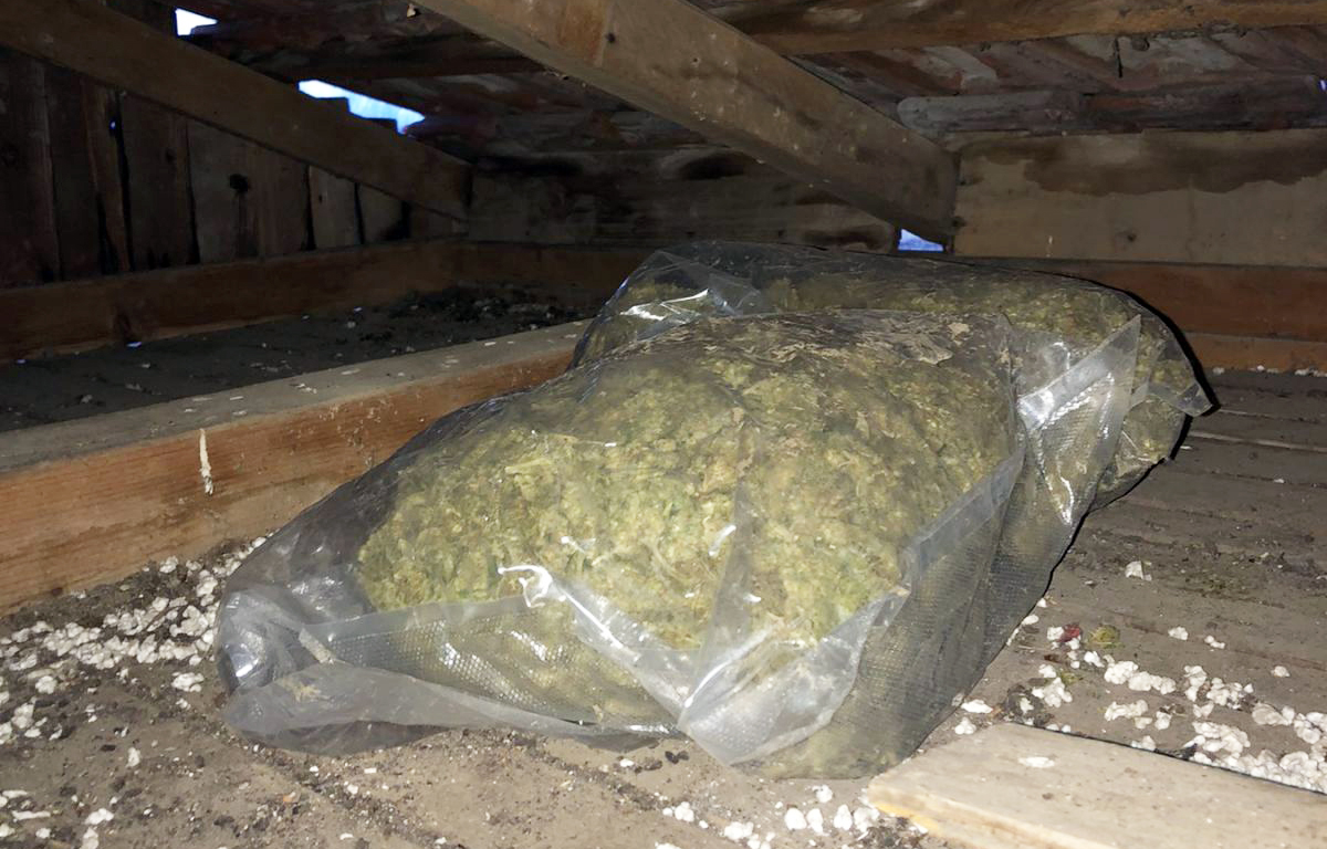 droga marihuana zaplena niš