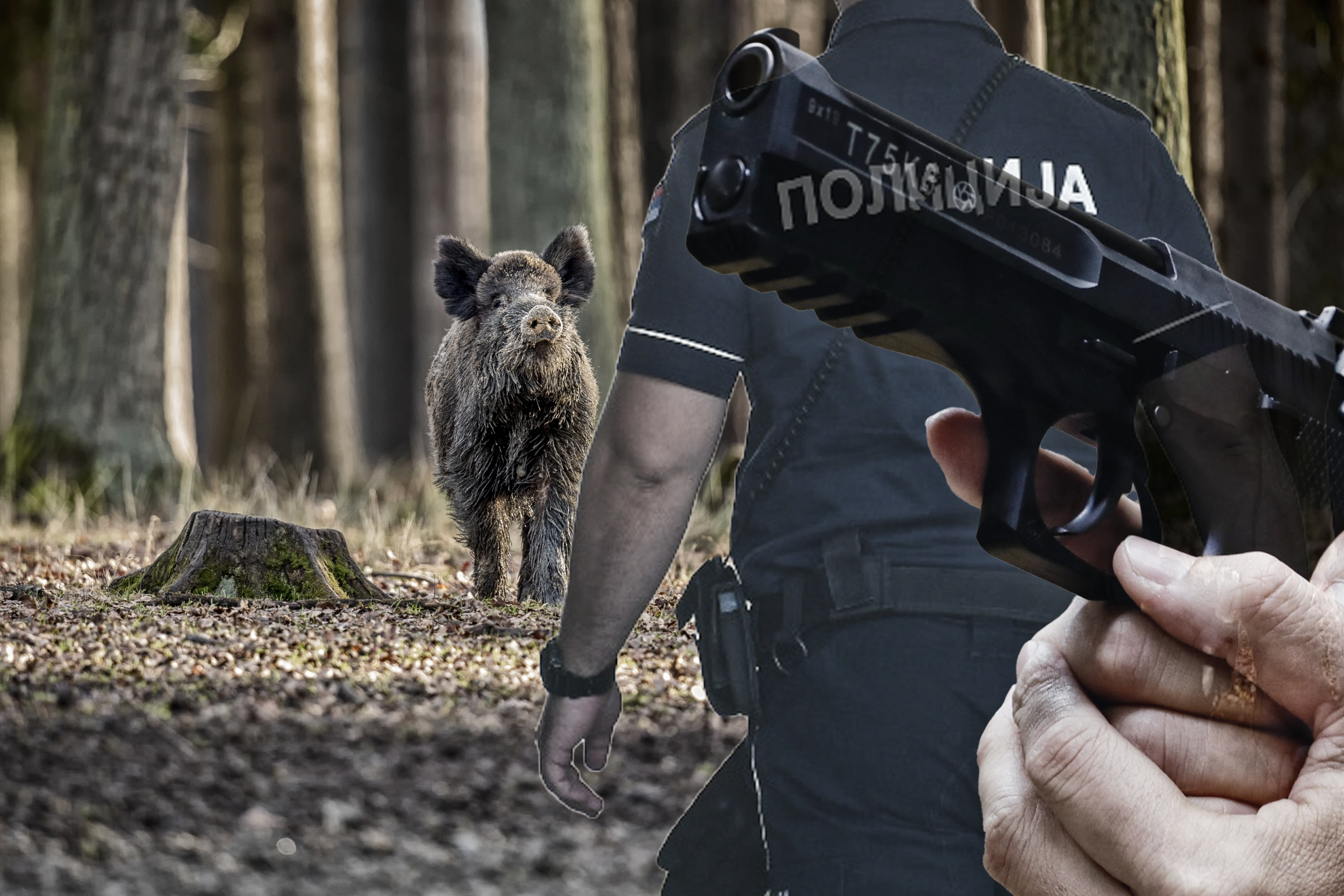 Wild boar male in the forest/wild animal in the nature habitat/Czech Republic Dvilja svinja policija