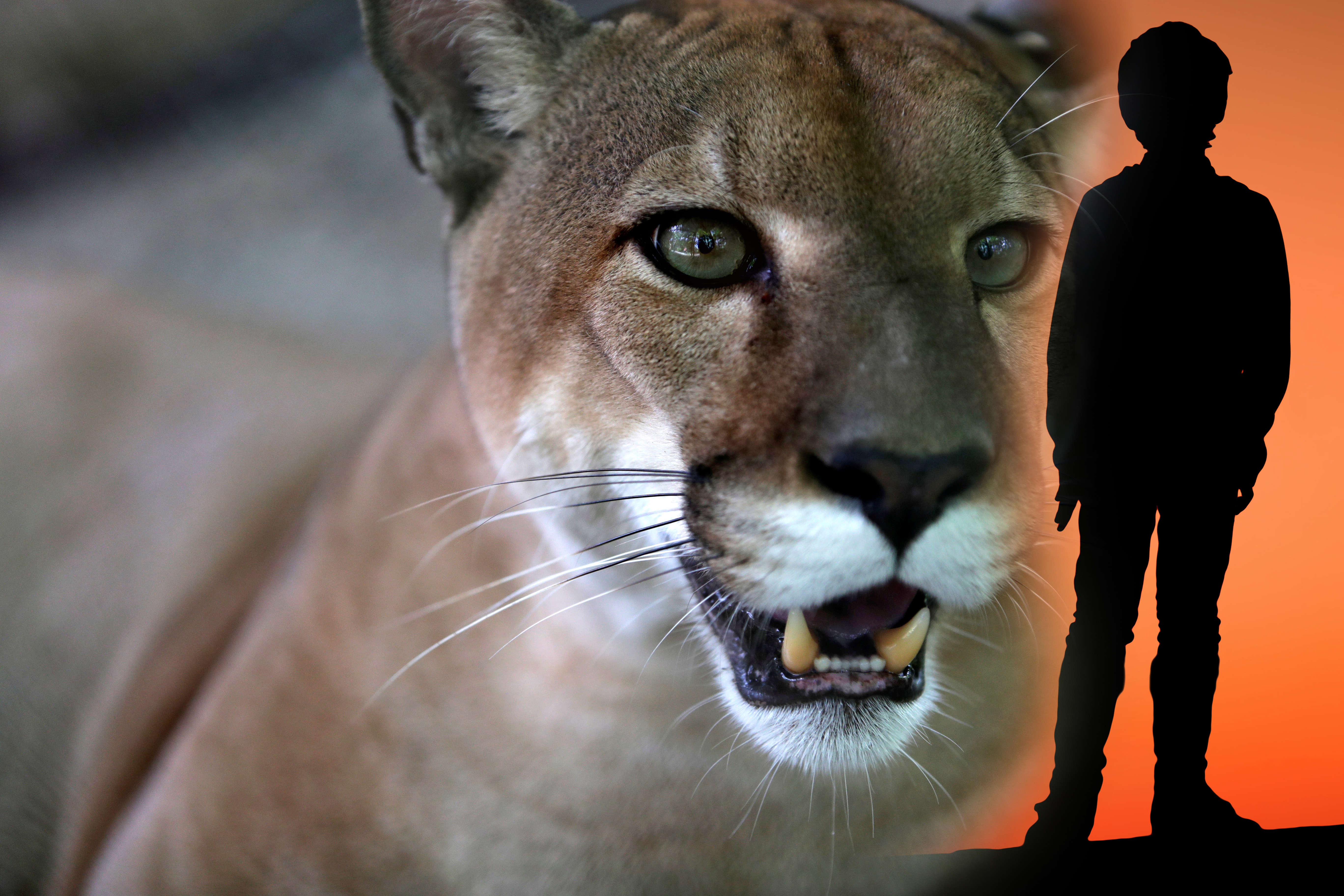 Animals in Panama's Summit Park without visitors due to the pandemic