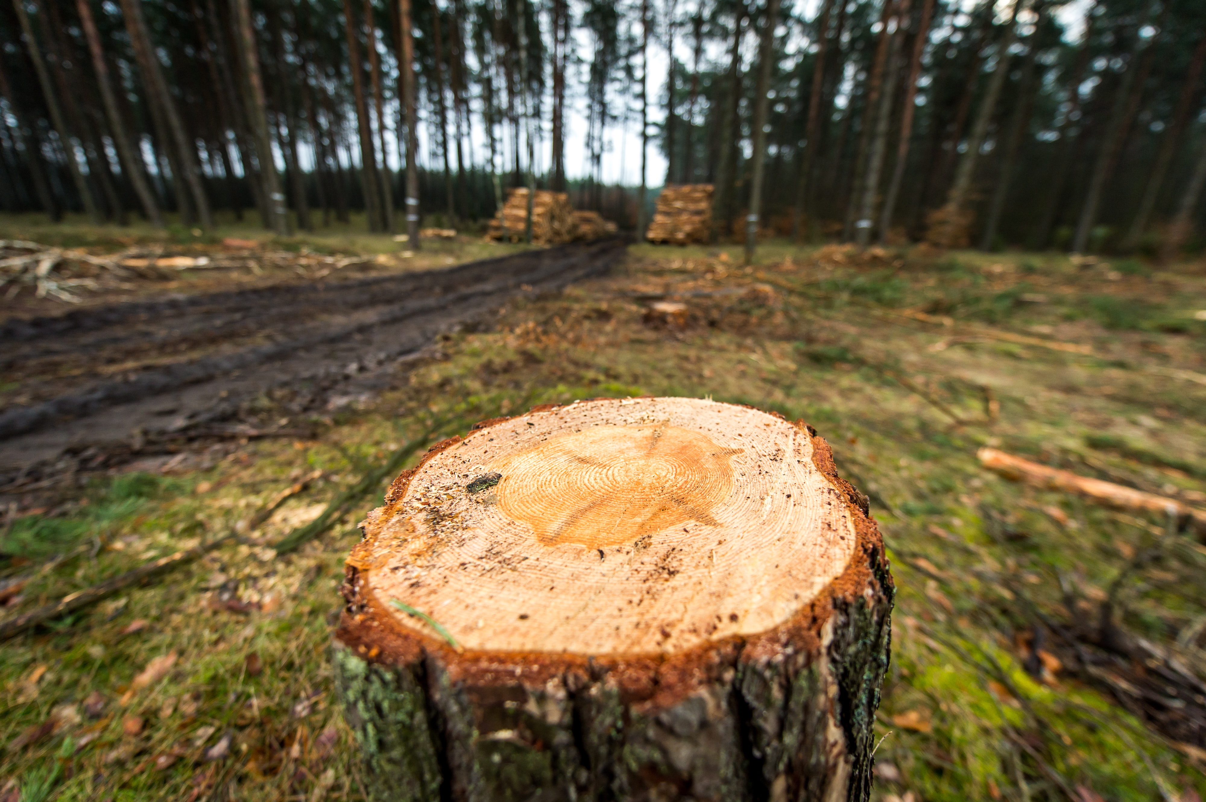 Cut down trees in the nearby of Bydgoszcz suma seca stabala