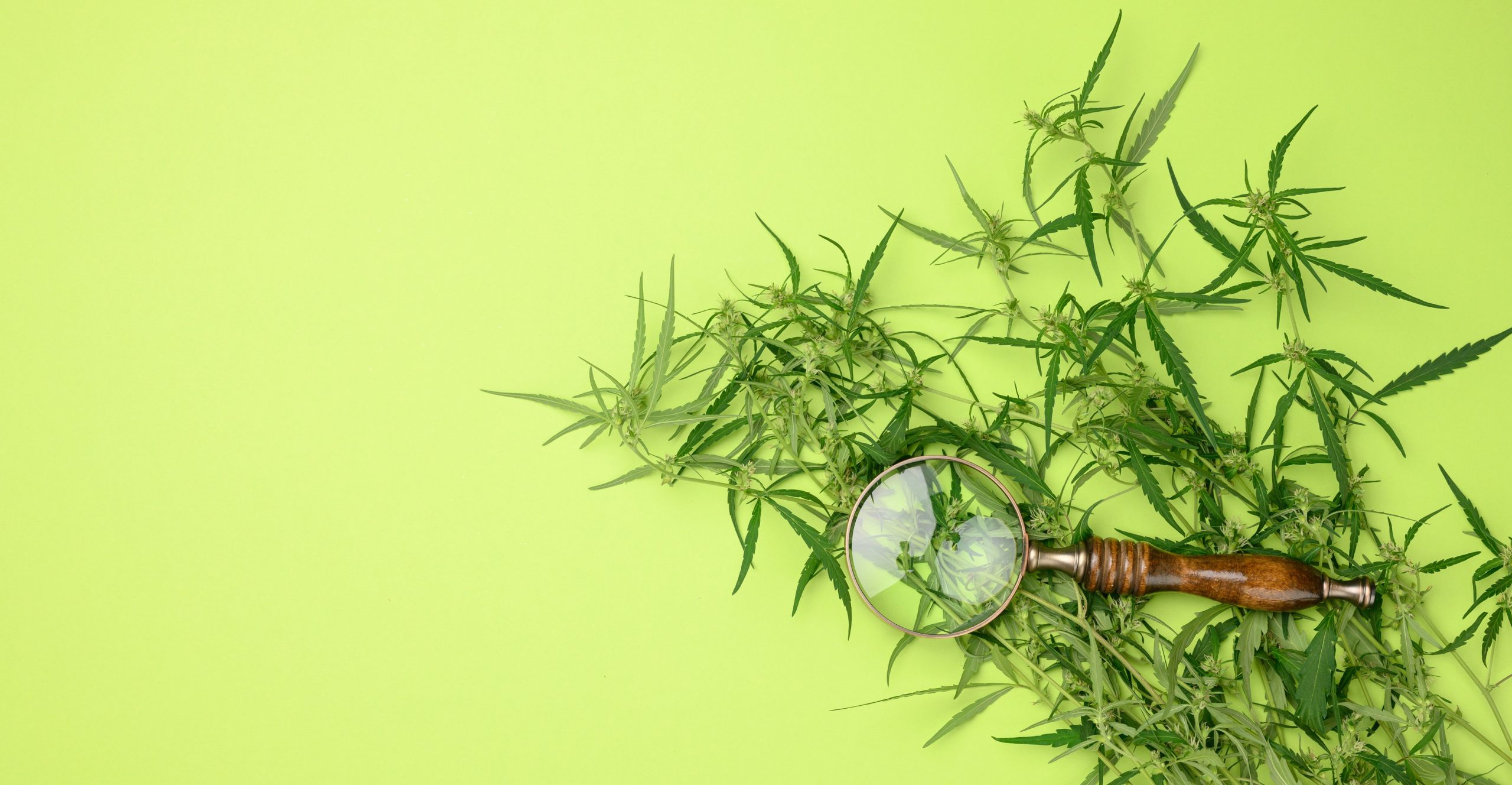 cannabis branch with green leaves and wooden magnifier on a green background,  alternative medicine,  flat lay,Image: 630456395, License: Royalty-free, Restrictions: , Model Release: no, Credit line: Natalia Danko / Panthermedia / Profimedia