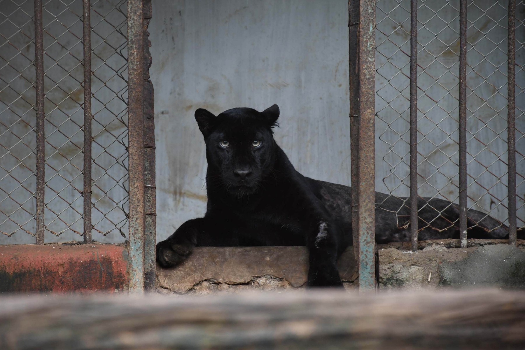 crni panter, Assam State Zoo, Guwahati, India - 21 Jul 2021