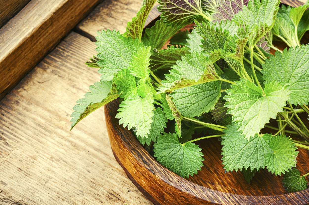 Fresh stinging nettle leaves on wooden table.Medicinal plant,Image: 514403099, License: Royalty-free, Restrictions: , Model Release: no, Credit line: Mykola Lunov / Panthermedia / Profimedia