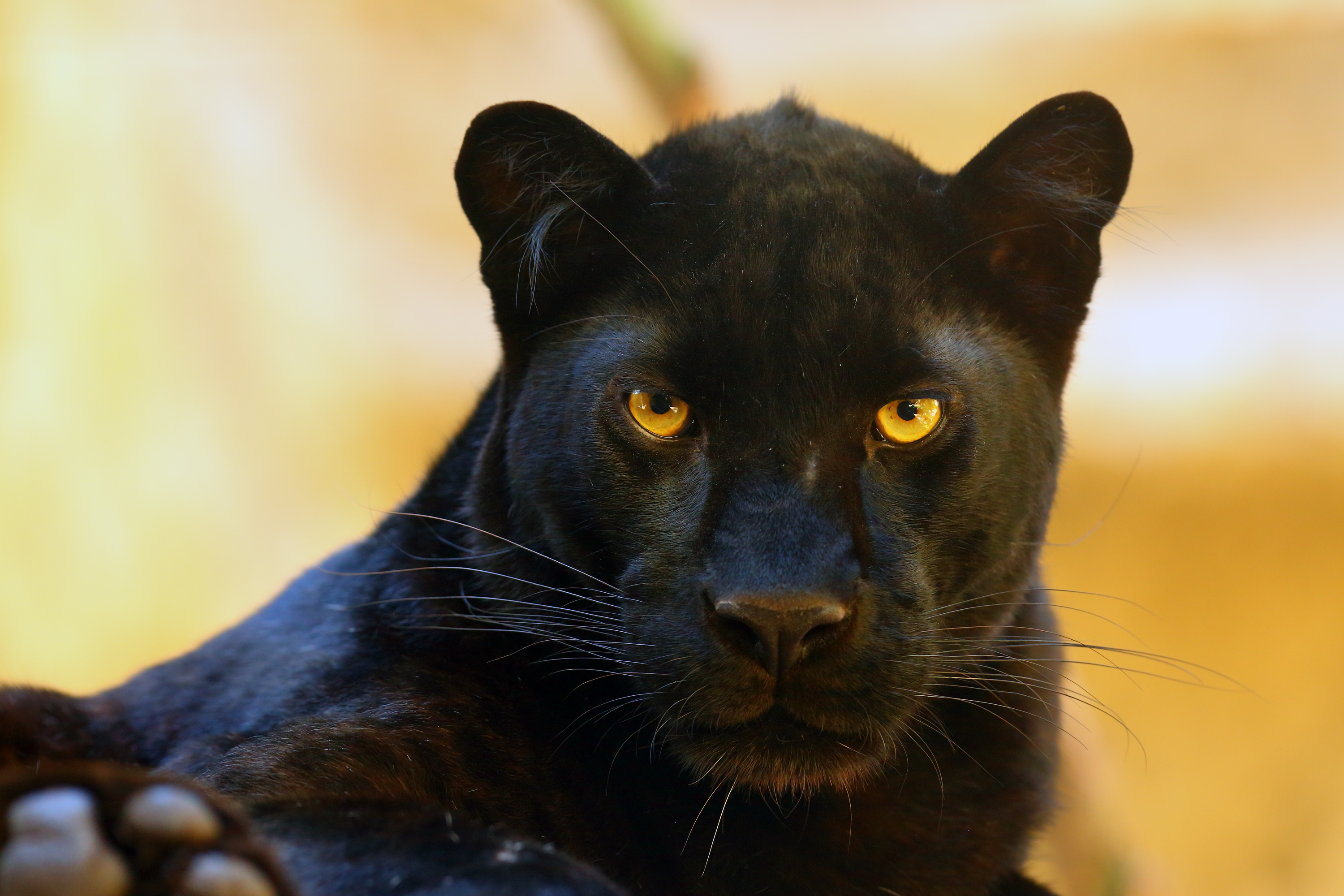 The,Leopard,(panthera,Pardus),Portrait.,Melanistic,Leopard,Are,Also,Called