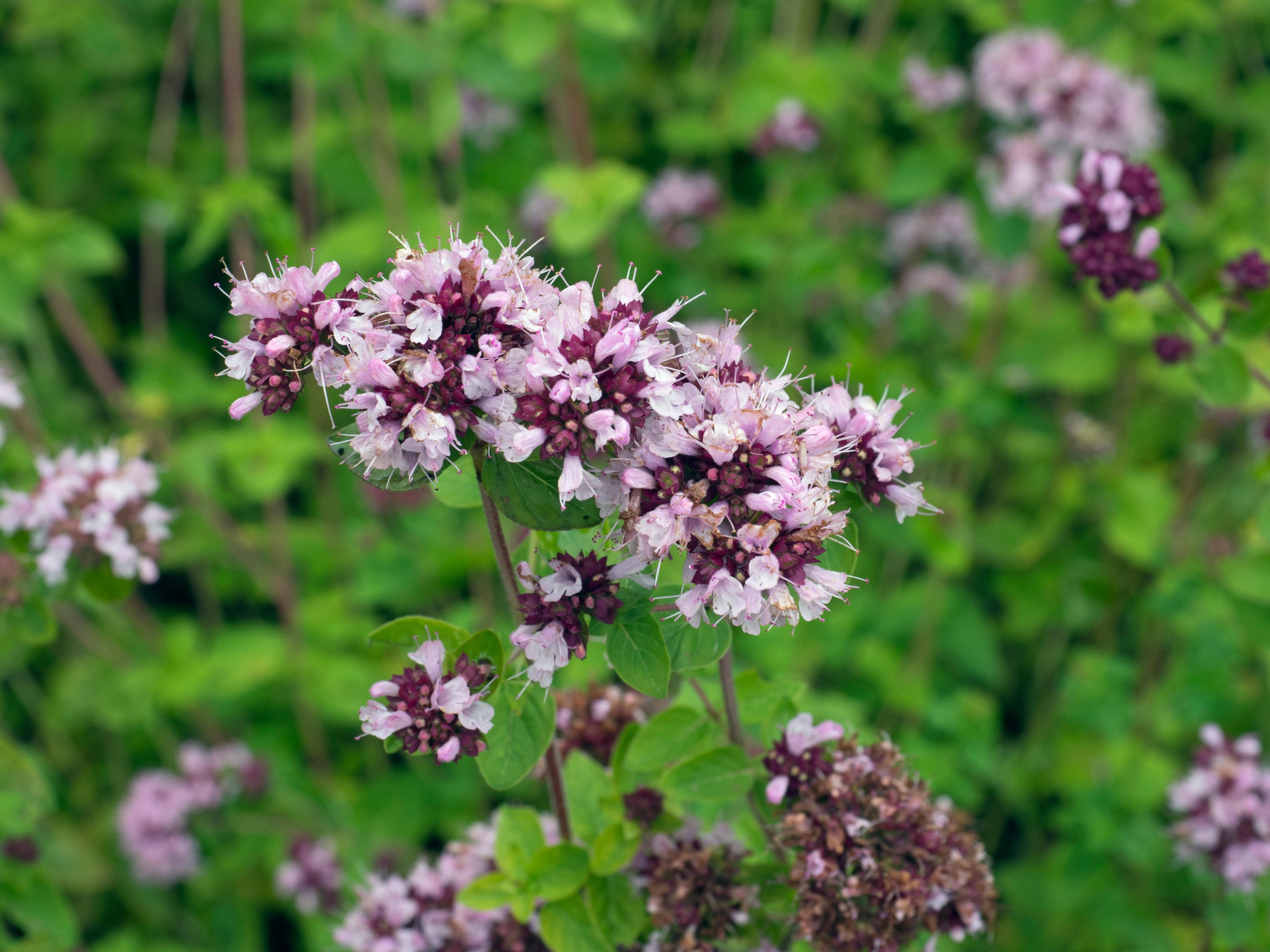 Majoram Origanum vulgare Chilterns Bucks