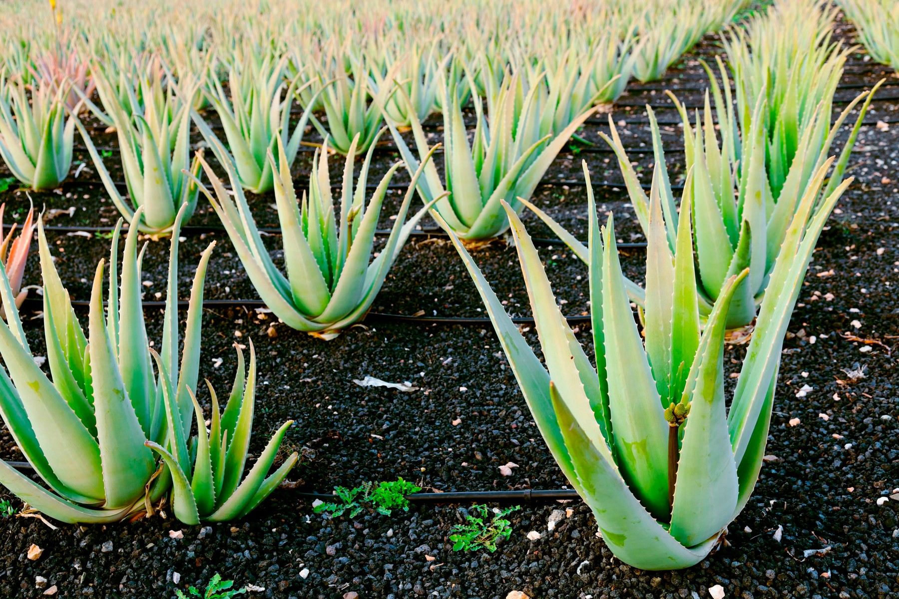 Aloe vera farm