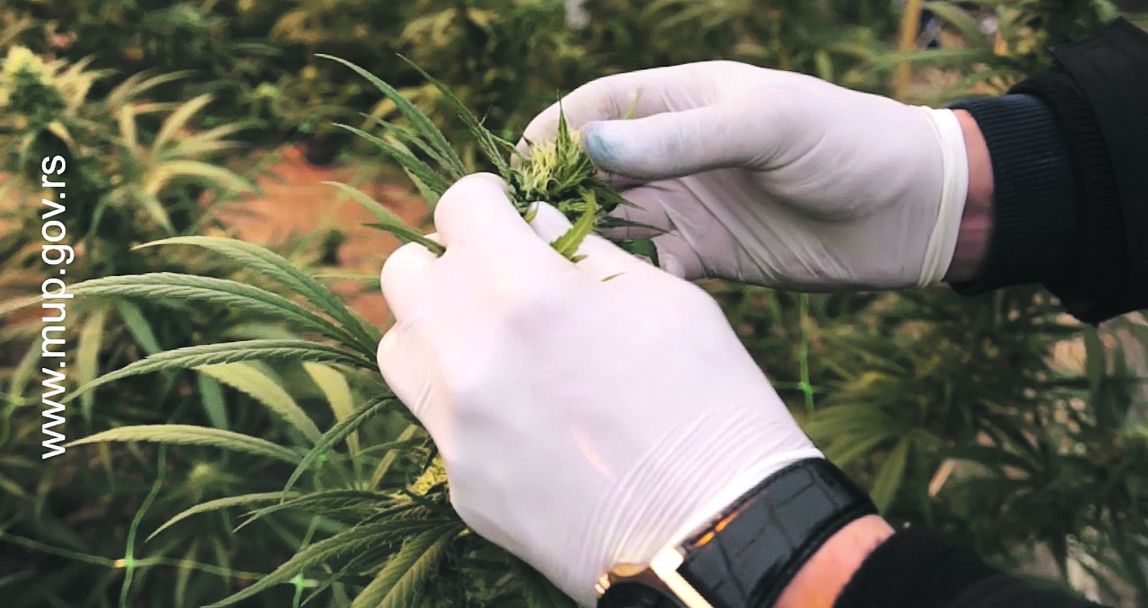 Beograd 26.11.2019. Jovanjica, organska proizvodanja hrane, voca i povrca, otkrivena ogromna plantaza mariuhane, marihuana, droga, ilustracija