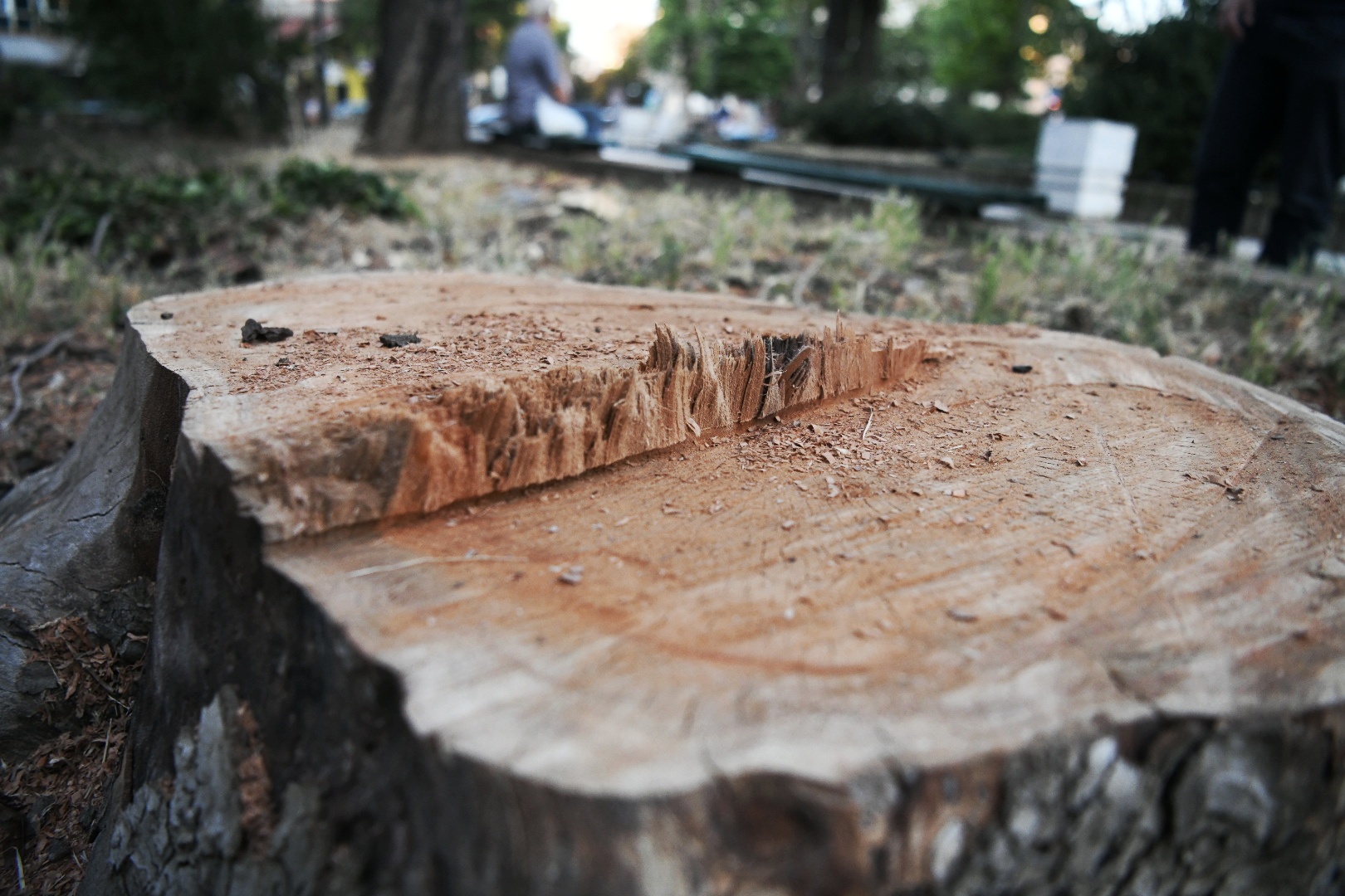 Park Vojvode Bojovica